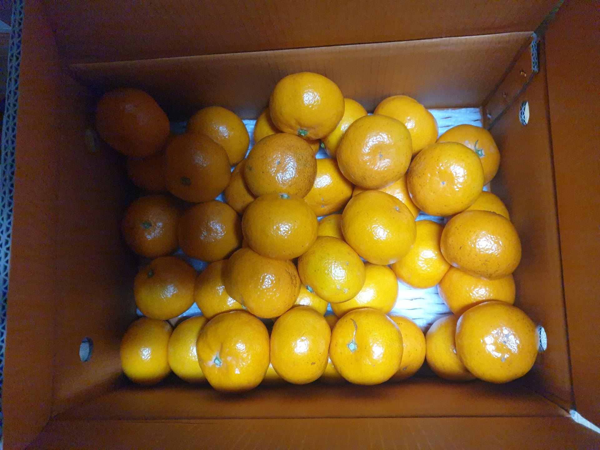 [연말한정! 감귤/오메기떡 개별 발송] 제주감귤 4kg (1박스)+오메기떡 20개 선물세트(택1)