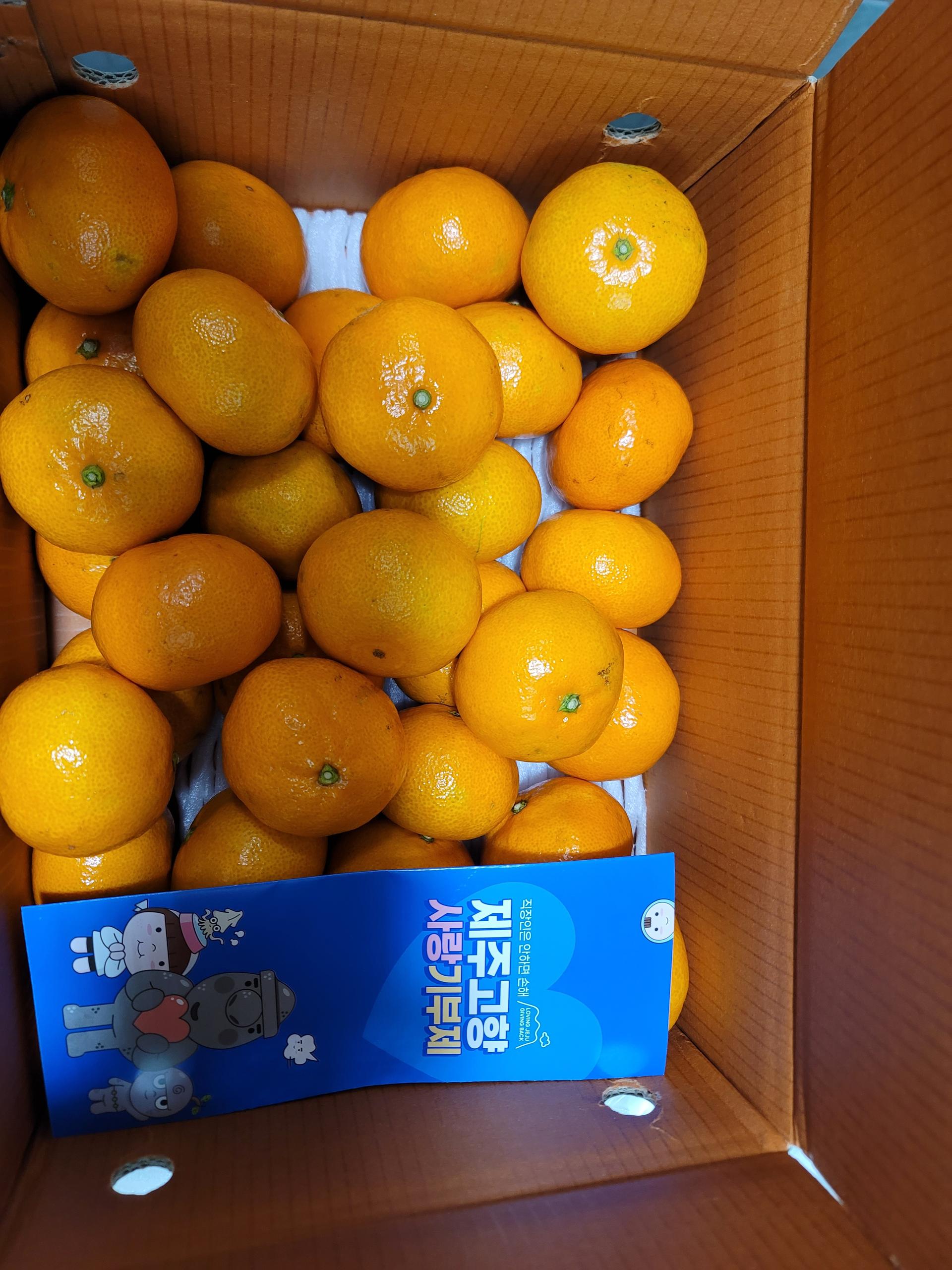 [연말한정! 감귤/흑돼지 개별 발송] 제주감귤 4kg (1박스)+흑돼지세트