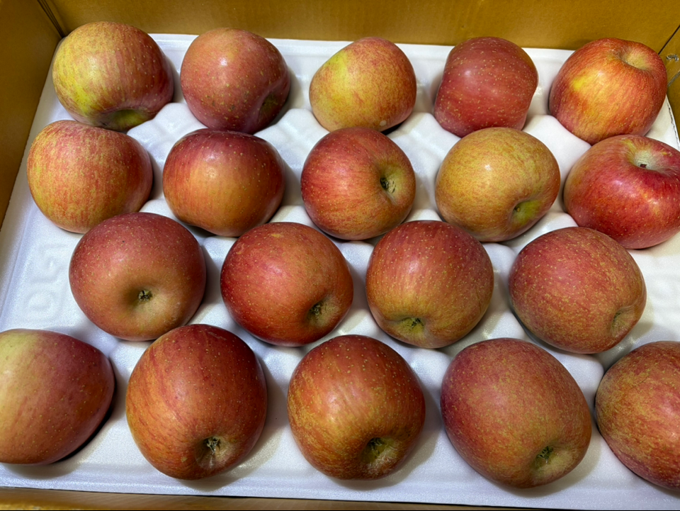 풍기농협 영주사과 3.5kg + 1kg 추가증정