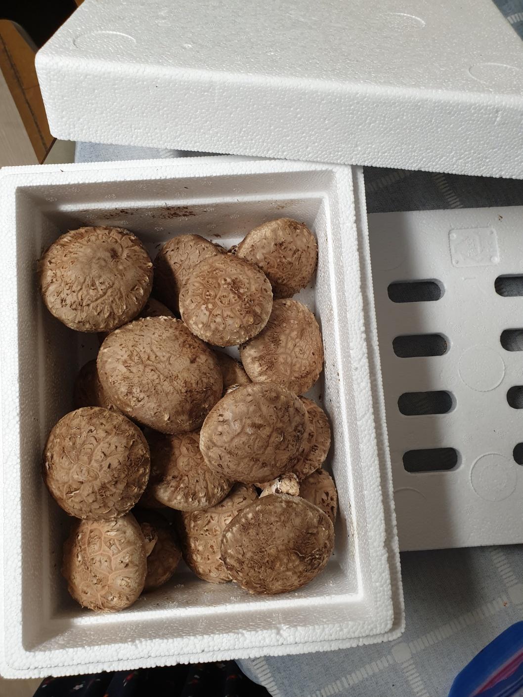 거송향생버섯 보자기포장 1kg