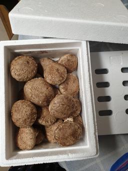 거송향생버섯 보자기포장 1kg-1
