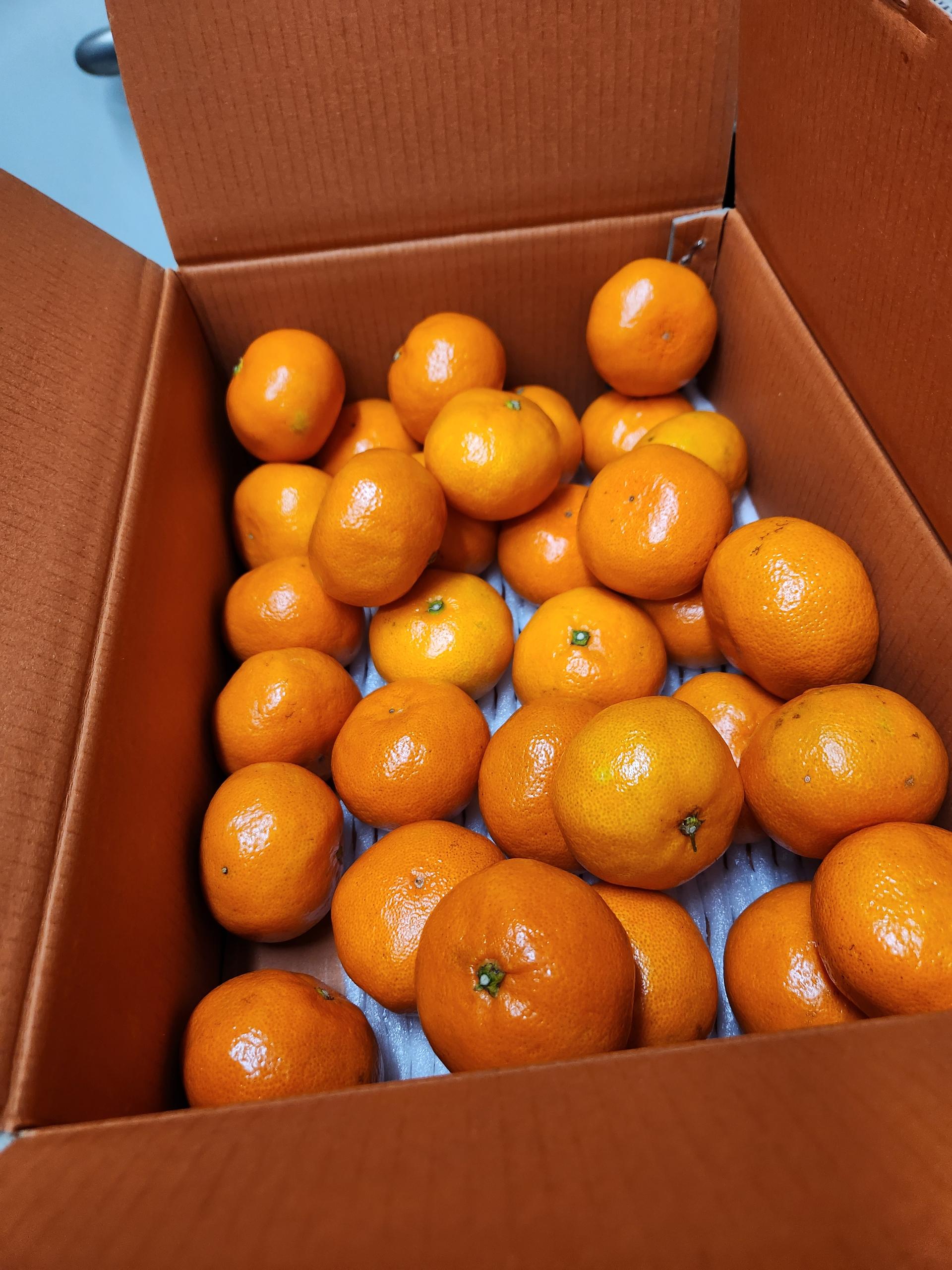 [연말한정! 감귤/흑돼지 개별 발송] 제주감귤 4kg (1박스)+흑돼지세트 950g