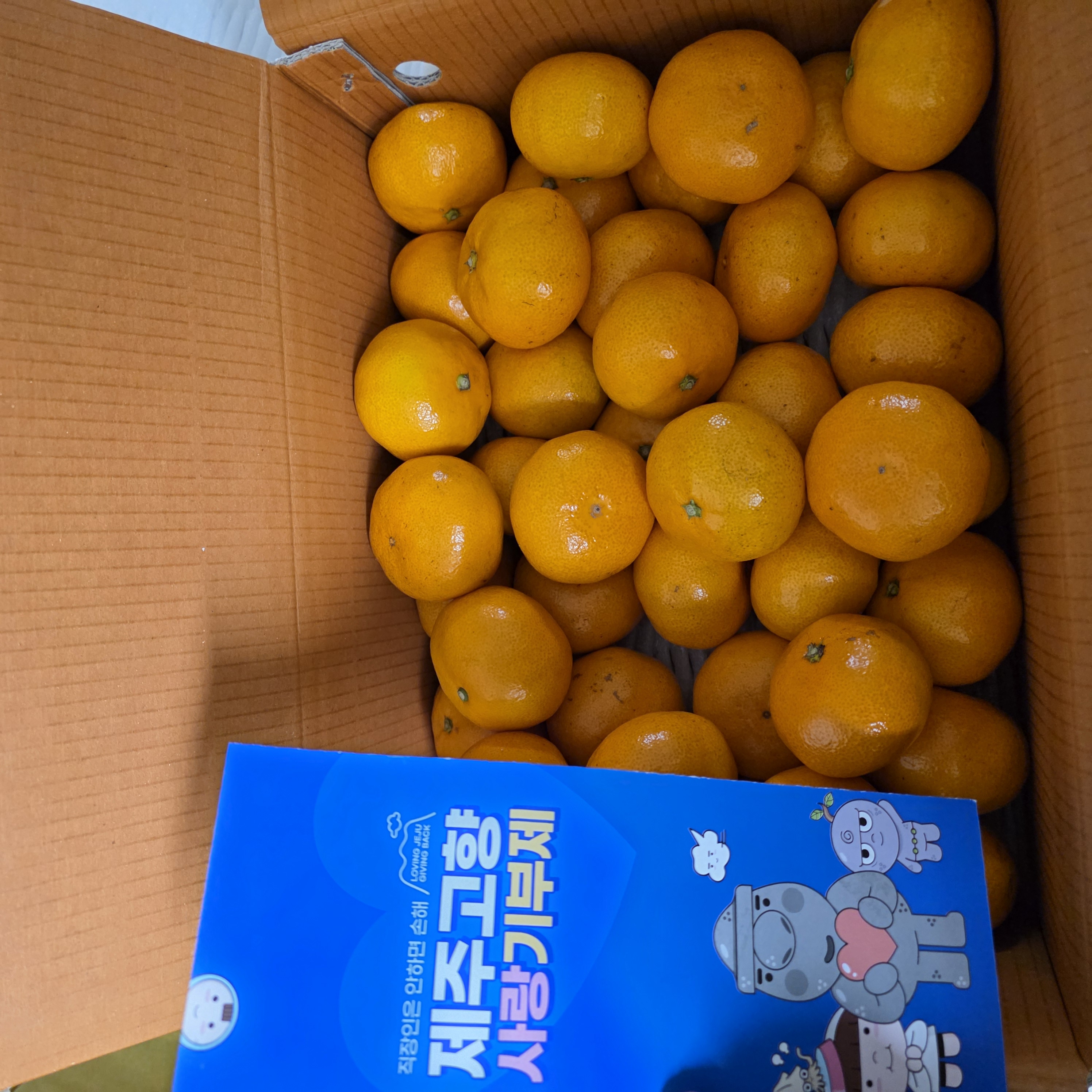 [연말한정! 감귤/흑돼지 개별 발송] 제주감귤 4kg (1박스)+흑돼지세트