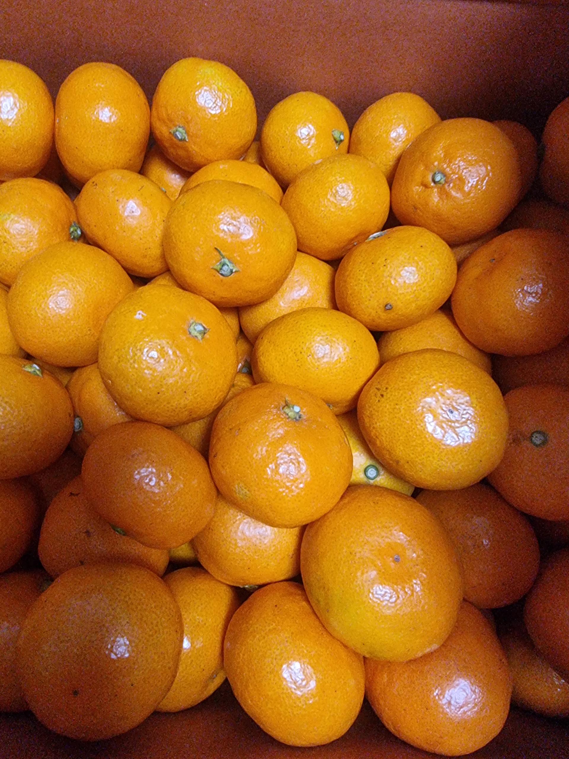 행복담원 타이벡귤 5kg (로얄과)