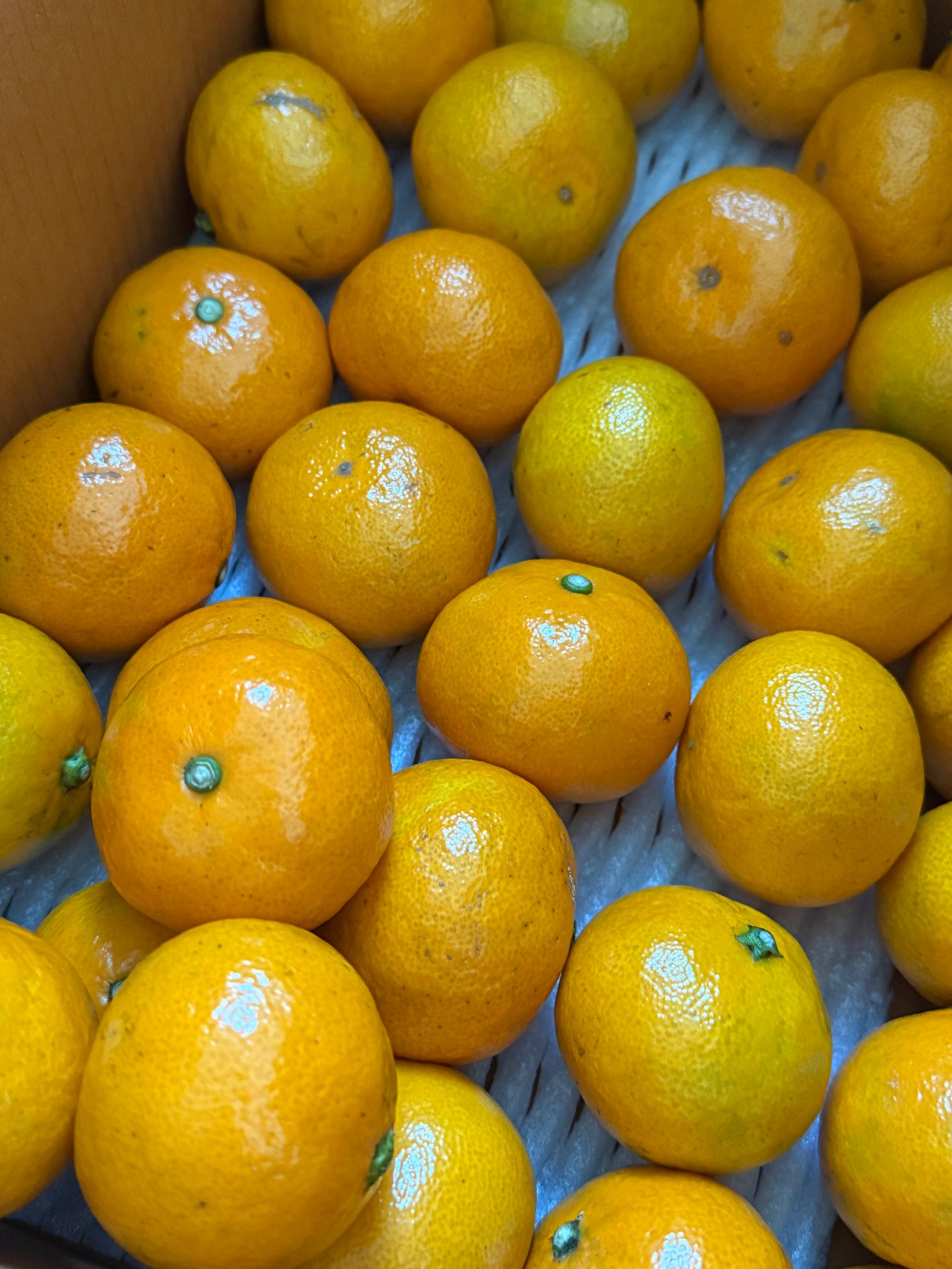 [연말한정! 감귤/흑돼지 개별 발송] 제주감귤 4kg (1박스)+흑돼지세트 950g