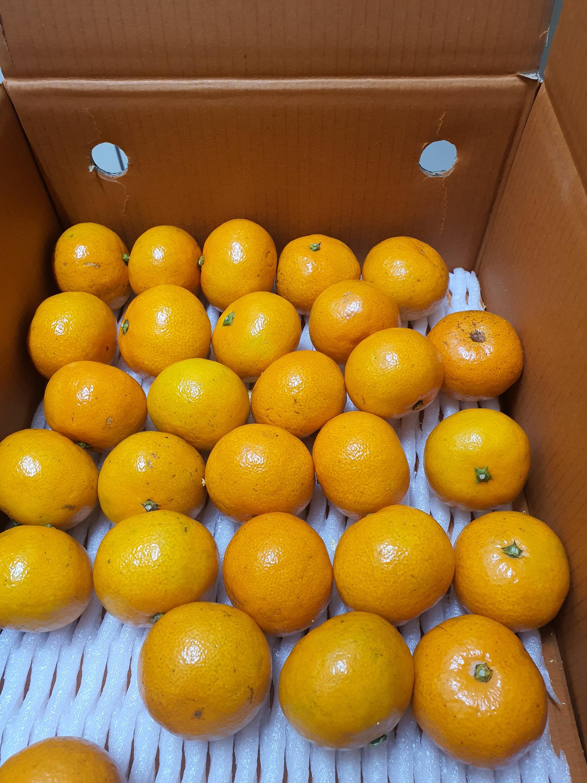 [연말한정! 감귤/흑돼지 개별 발송] 제주감귤 4kg (1박스)+흑돼지세트