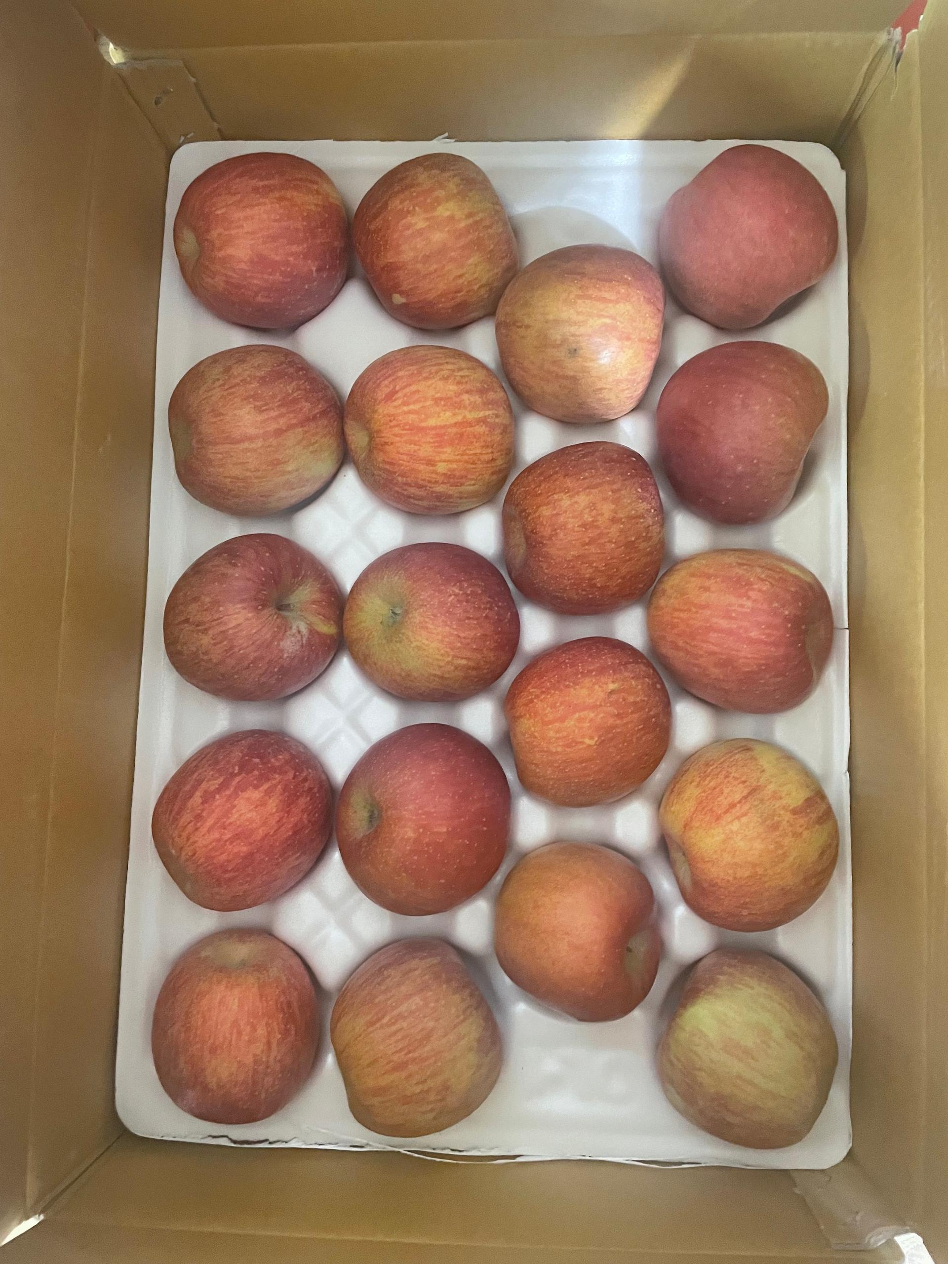 풍기농협 영주사과 3.5kg + 1kg 추가증정