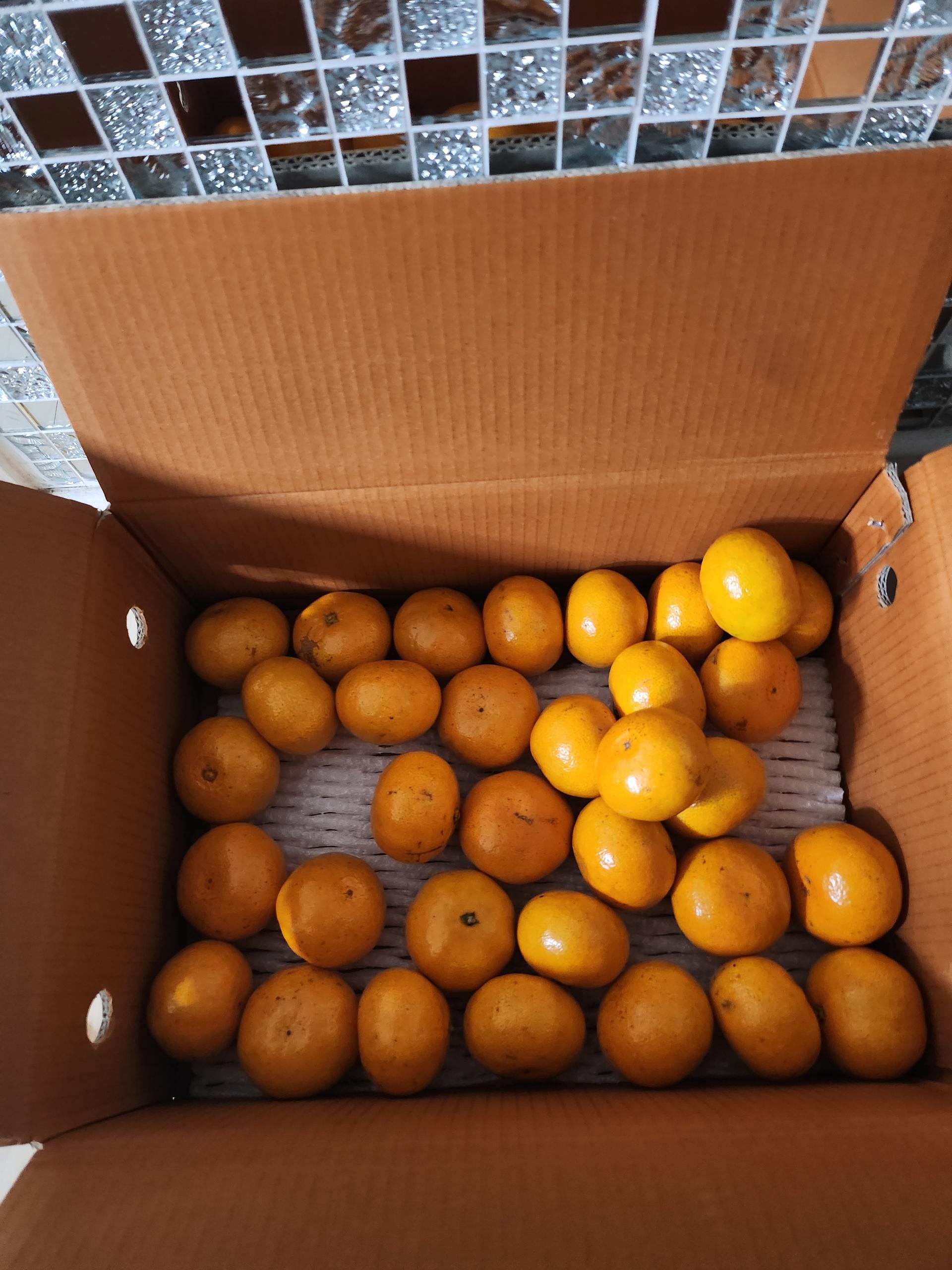 [연말한정! 감귤/흑돼지 개별 발송] 제주감귤 4kg (1박스)+흑돼지세트