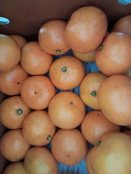 [연말한정! 감귤/흑돼지 개별 발송] 제주감귤 4kg (1박스)+흑돼지세트-1