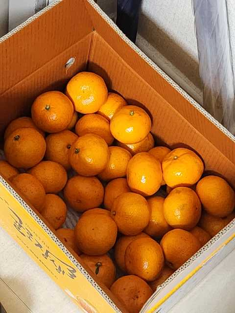 [연말한정! 감귤/흑돼지 개별 발송] 제주감귤 4kg (1박스)+흑돼지세트