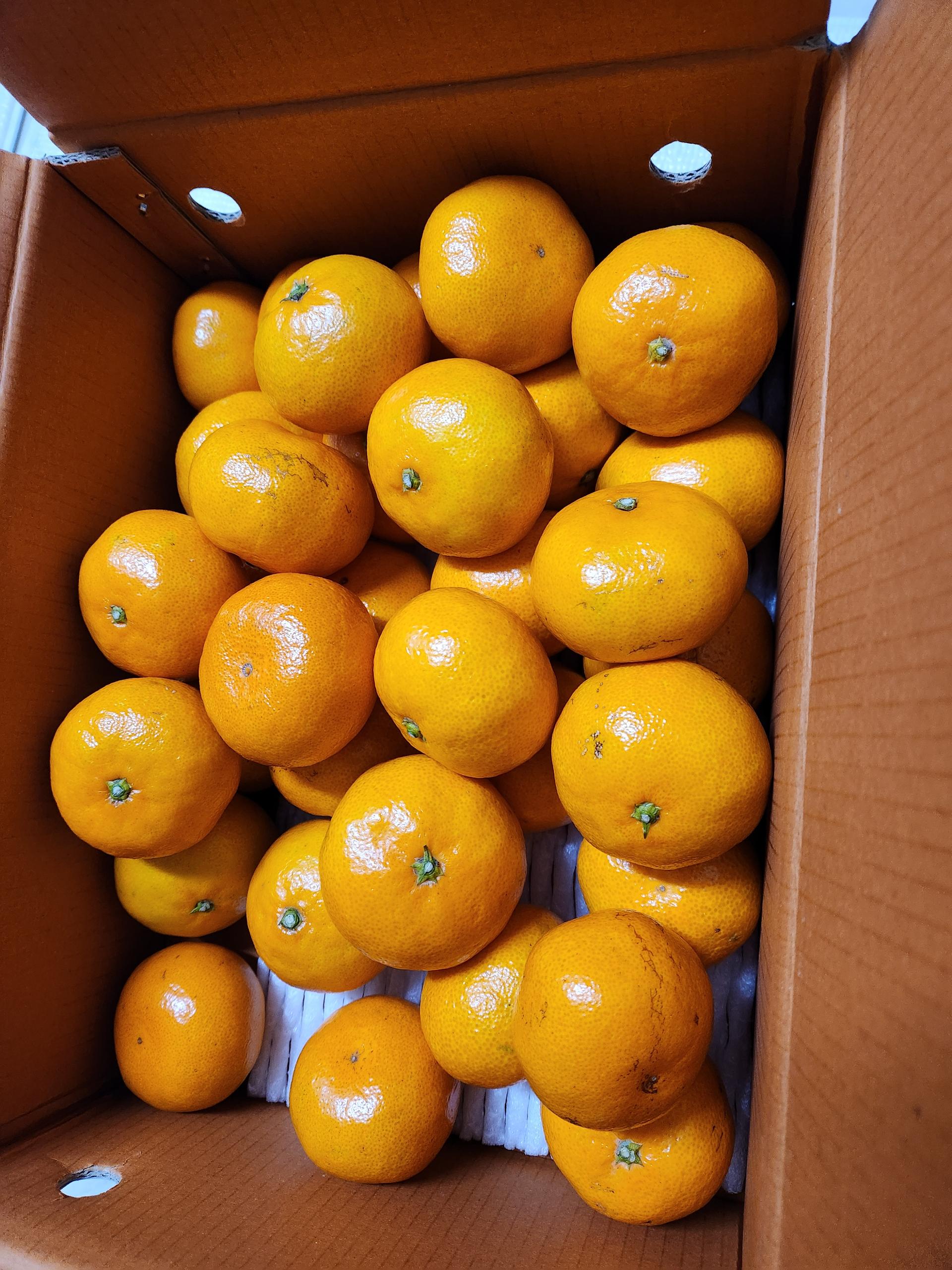 [연말한정! 감귤/흑돼지 개별 발송] 제주감귤 4kg (1박스)+흑돼지세트