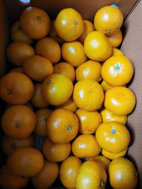 [연말한정! 감귤/흑돼지 개별 발송] 제주감귤 4kg (1박스)+흑돼지세트 이미지