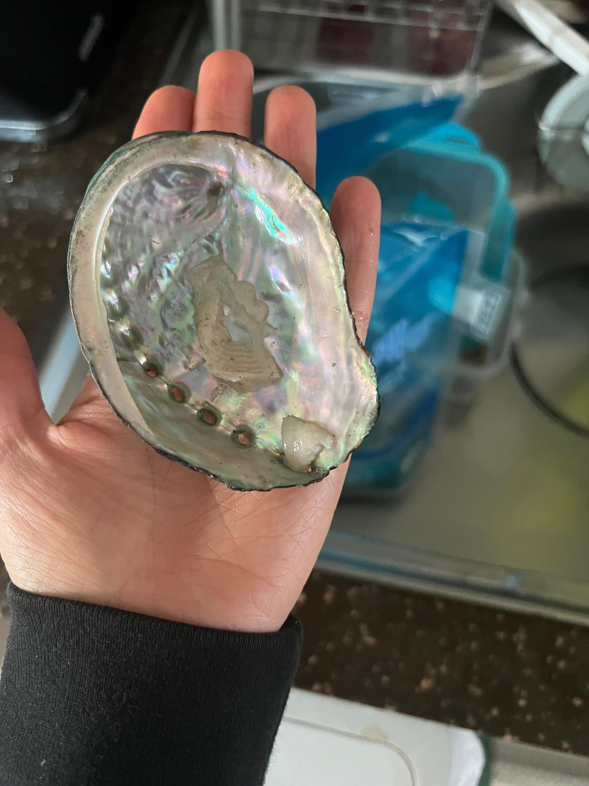 활전복 1kg (10~12미) + 1마리 추가