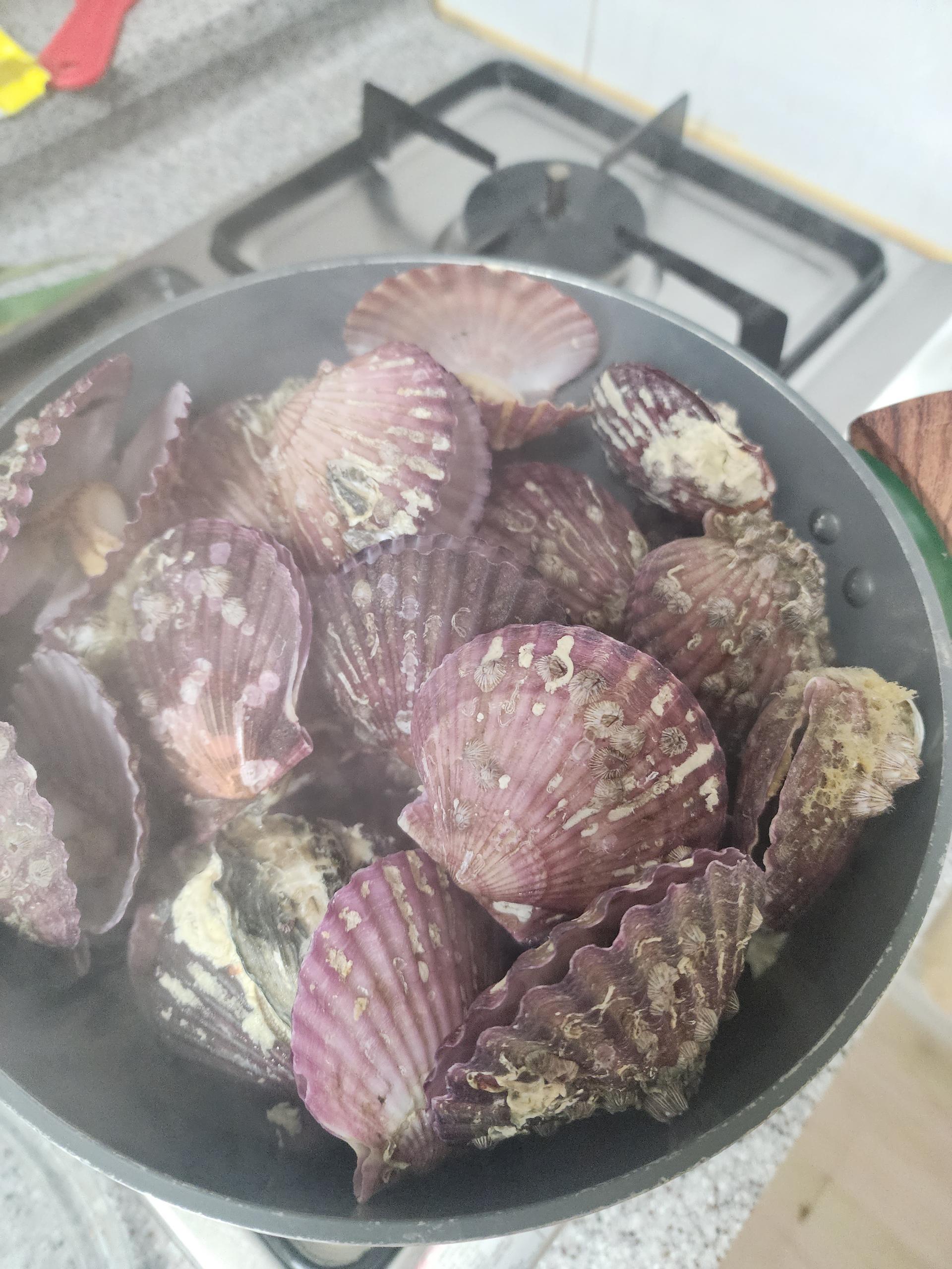 통영 홍가리비(6kg/12kg)