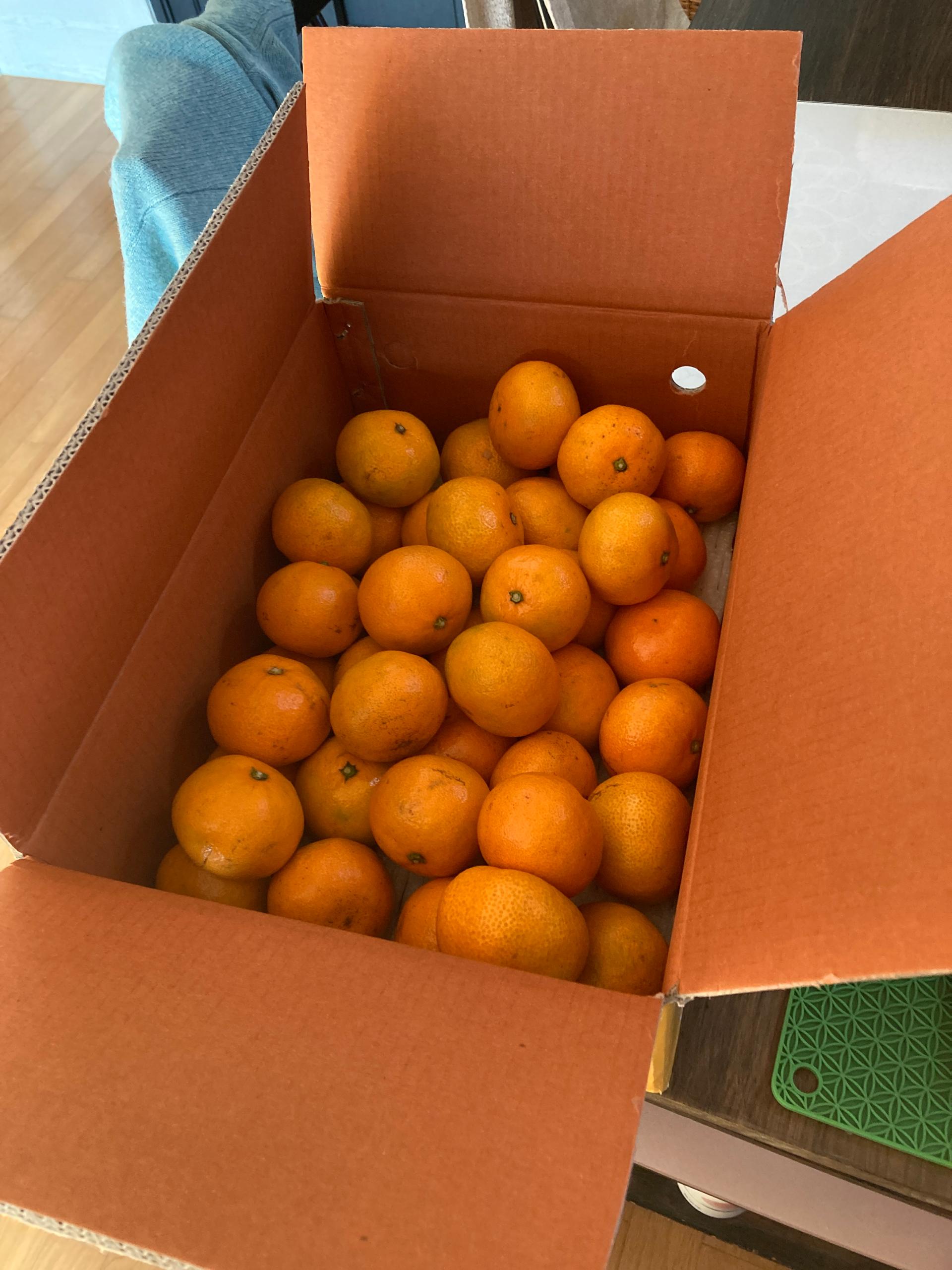 [연말한정! 감귤/과즐 개별 발송] 제주감귤 4kg (1박스)+감귤과즐 24봉 선물세트