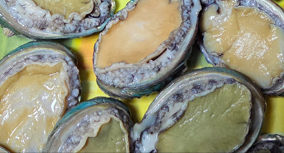 활전복 1kg (10~12미) + 1마리 추가