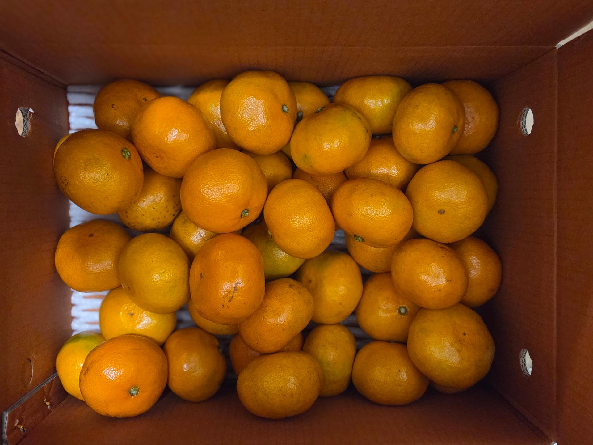 [연말한정! 감귤/과즐 개별 발송] 제주감귤 4kg (1박스)+감귤과즐 24봉 선물세트