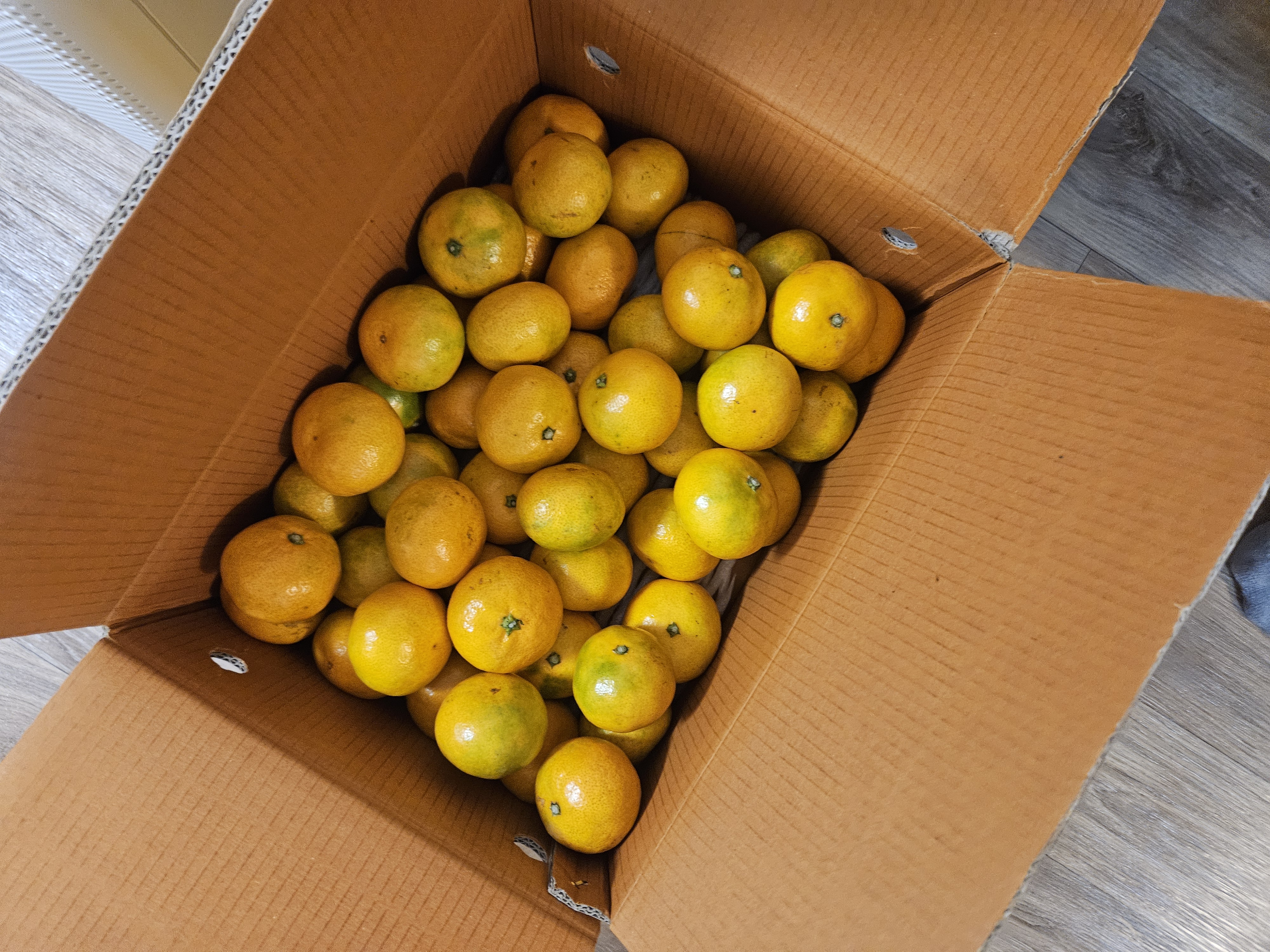 [연말한정! 감귤/과즐 개별 발송] 제주감귤 4kg (1박스)+감귤과즐 24봉 선물세트