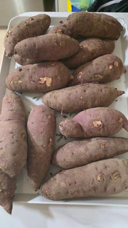 욕지도 고구마 (꿀고구마 5kg, 밤고구마 5kg, 호박고구마 5kg) -2