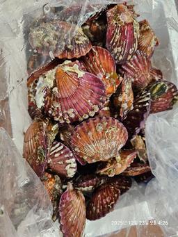통영 홍가리비(6kg/12kg)-2