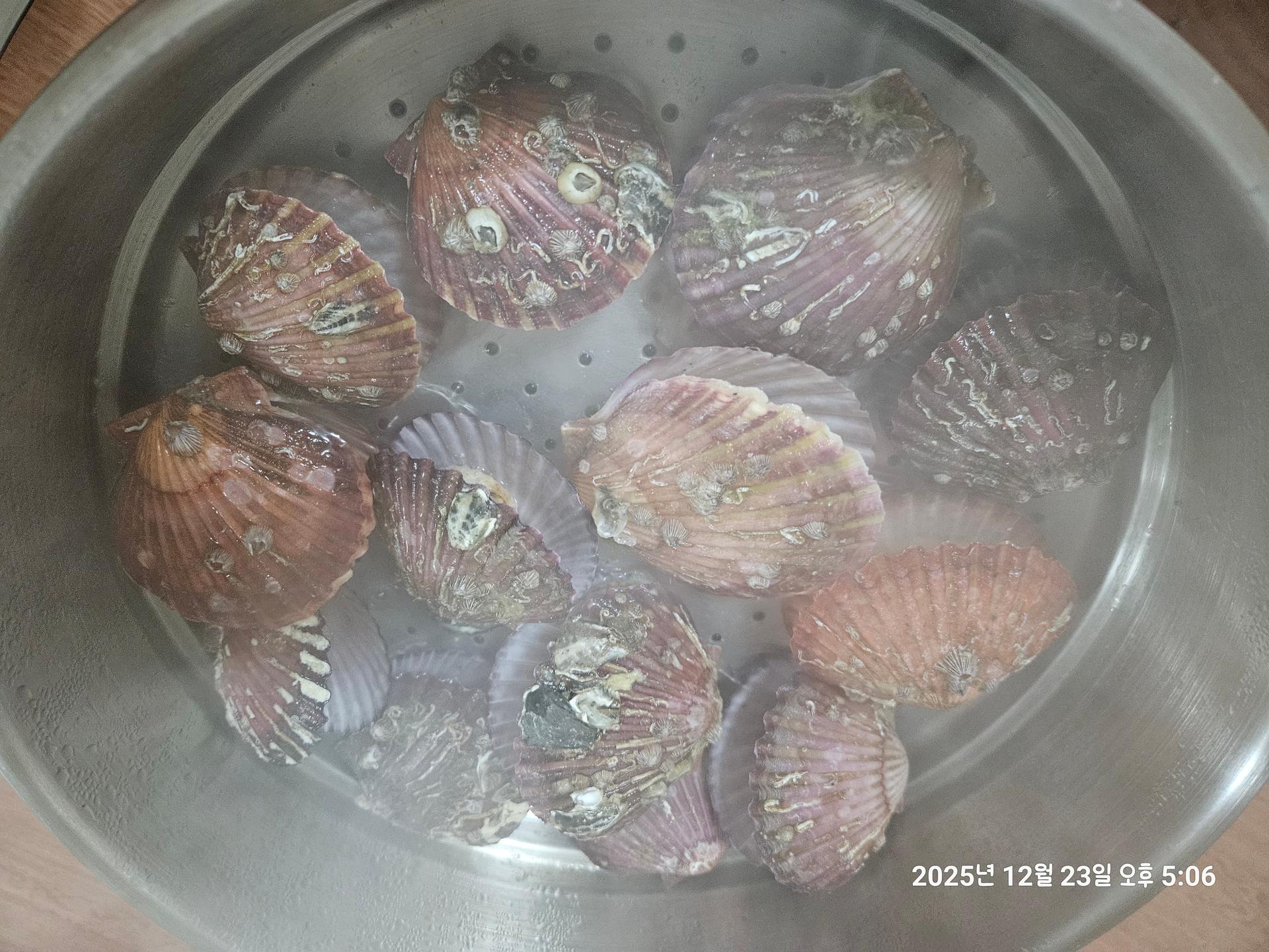 통영 홍가리비(6kg/12kg)