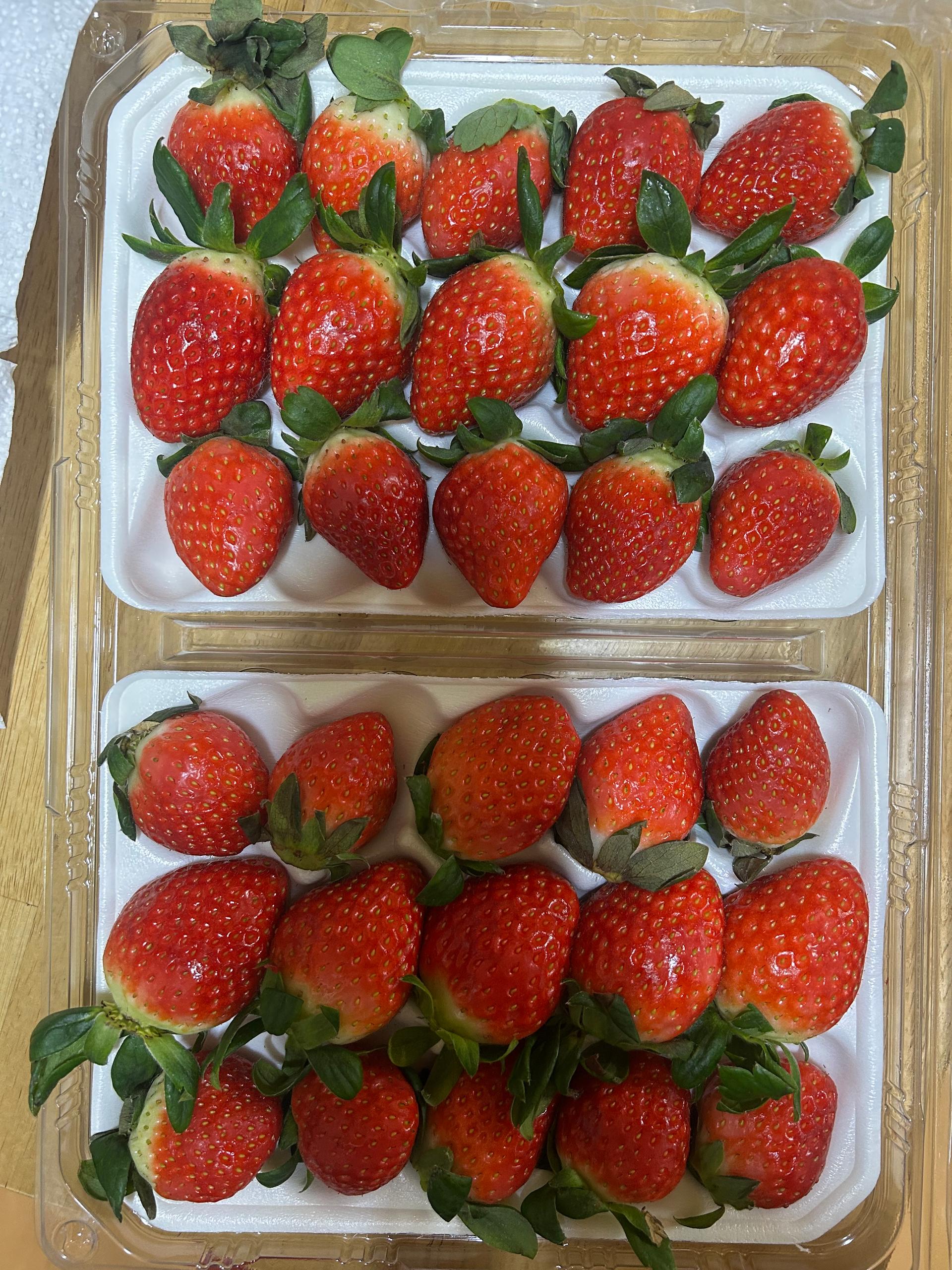 [사전예약 2차, 12월 중순 발송예정] 명품 설향딸기 800g + 800g