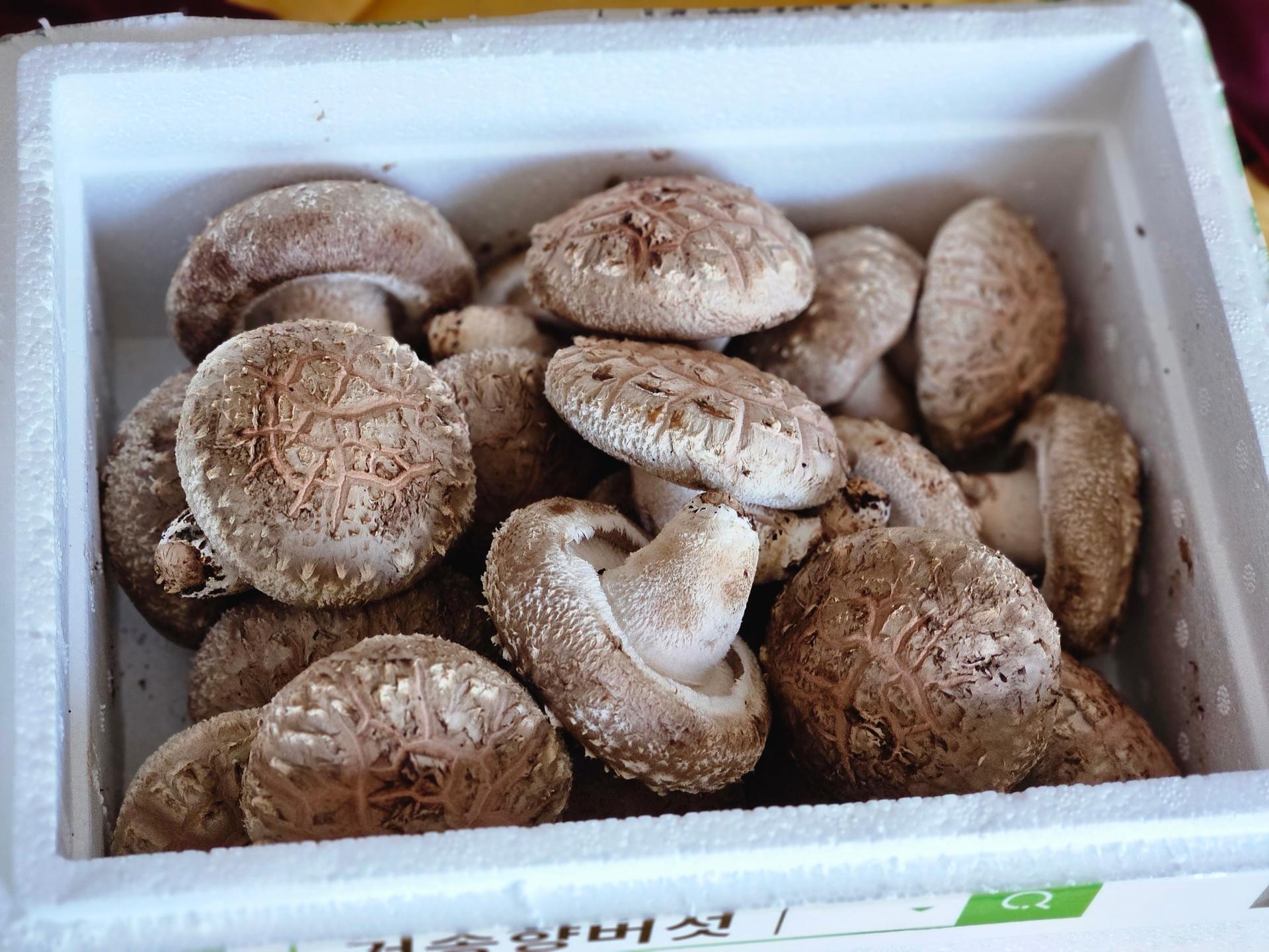 거송향생버섯 보자기포장 1kg