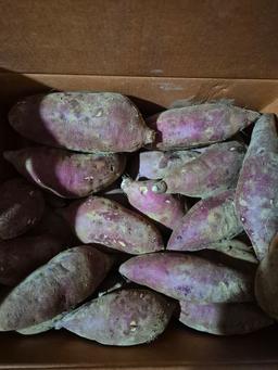 욕지도 고구마 (꿀고구마 5kg, 밤고구마 5kg, 호박고구마 5kg) -1