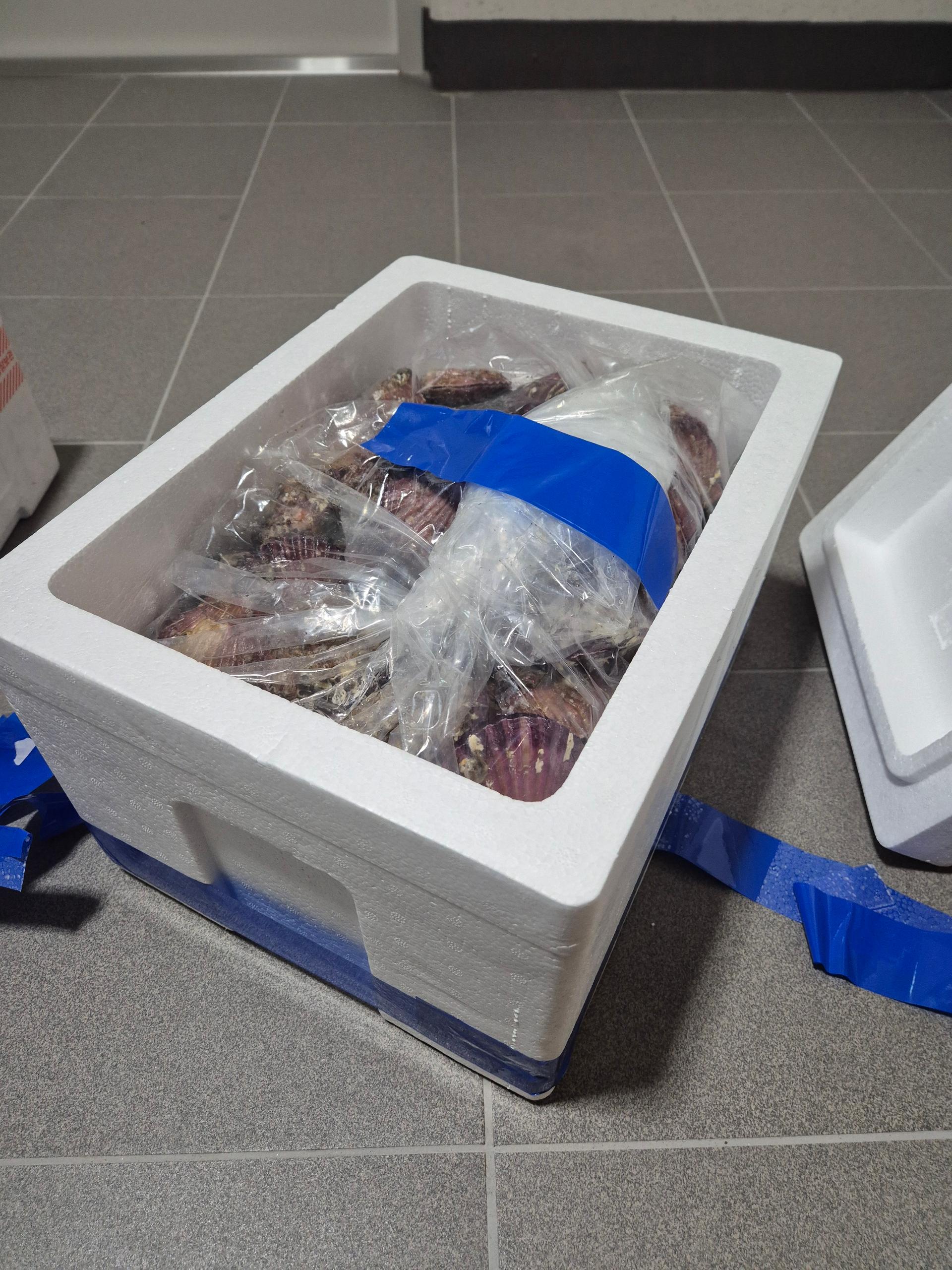 통영 홍가리비(6kg/12kg)