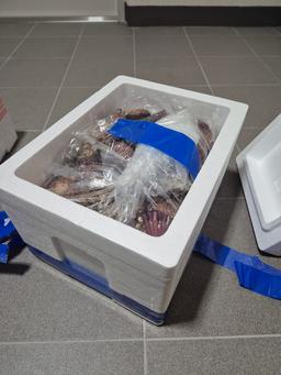 통영 홍가리비(6kg/12kg)-1