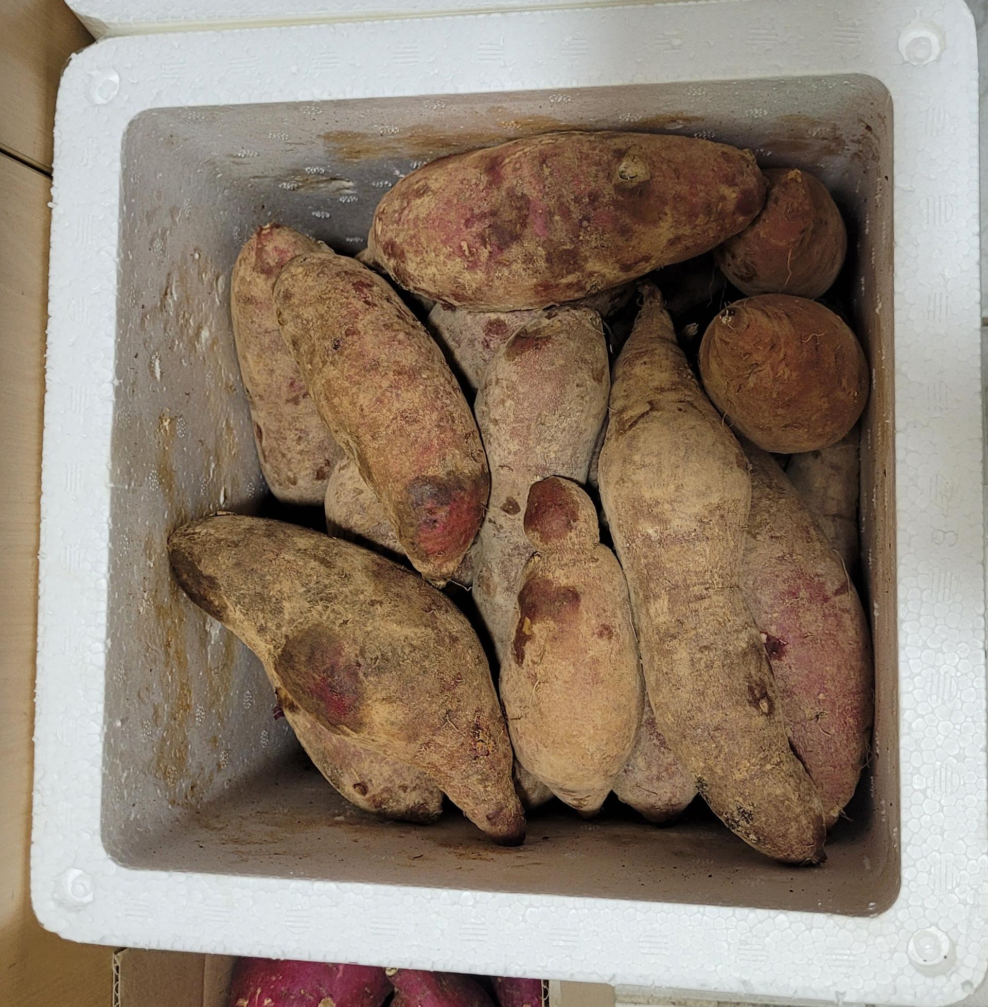 욕지도 고구마 (꿀고구마 5kg, 밤고구마 5kg, 호박고구마 5kg) 