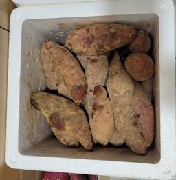 욕지도 고구마 (꿀고구마 5kg, 밤고구마 5kg, 호박고구마 5kg) -1