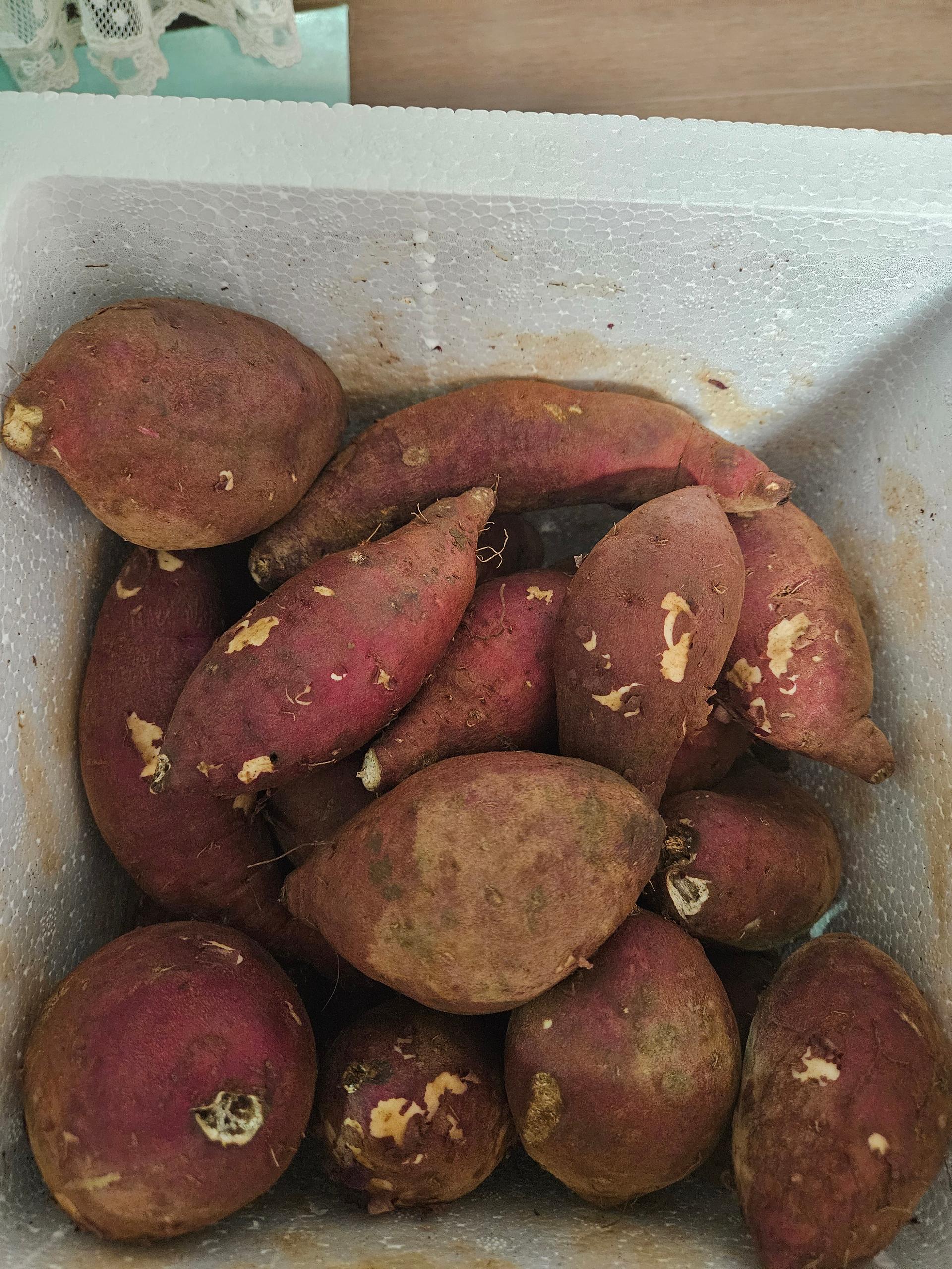 욕지도 고구마 (꿀고구마 5kg, 밤고구마 5kg, 호박고구마 5kg) 