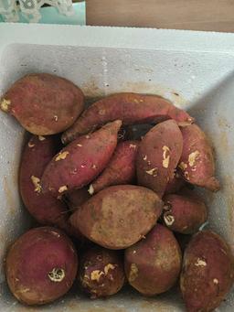 욕지도 고구마 (꿀고구마 5kg, 밤고구마 5kg, 호박고구마 5kg) -1