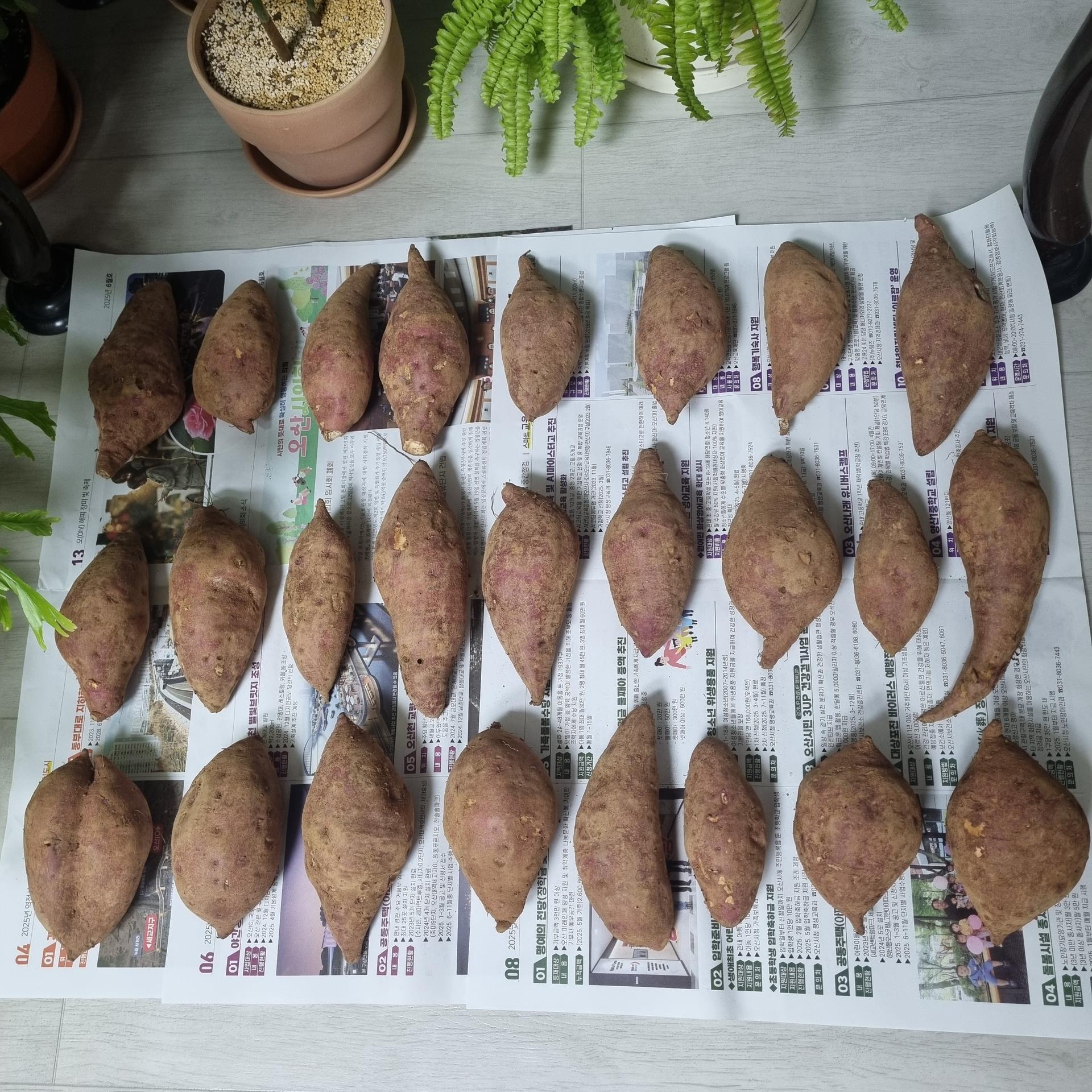 욕지도 고구마 (꿀고구마 5kg, 밤고구마 5kg, 호박고구마 5kg) 