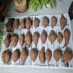 욕지도 고구마 (꿀고구마 5kg, 밤고구마 5kg, 호박고구마 5kg) -1