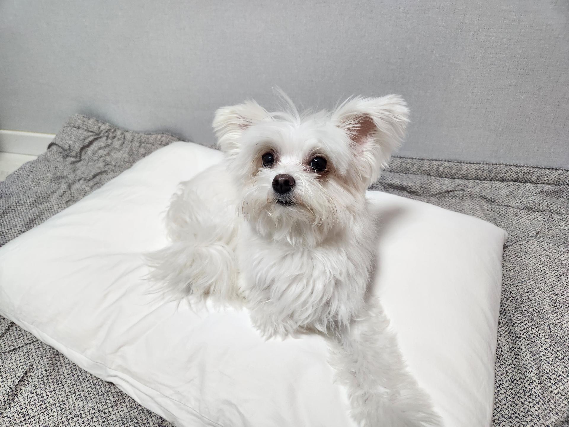 클라우망 60수코마사 선염 호텔수건 × 5장세트(+포장박스)