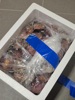 통영 홍가리비(6kg/12kg)-2