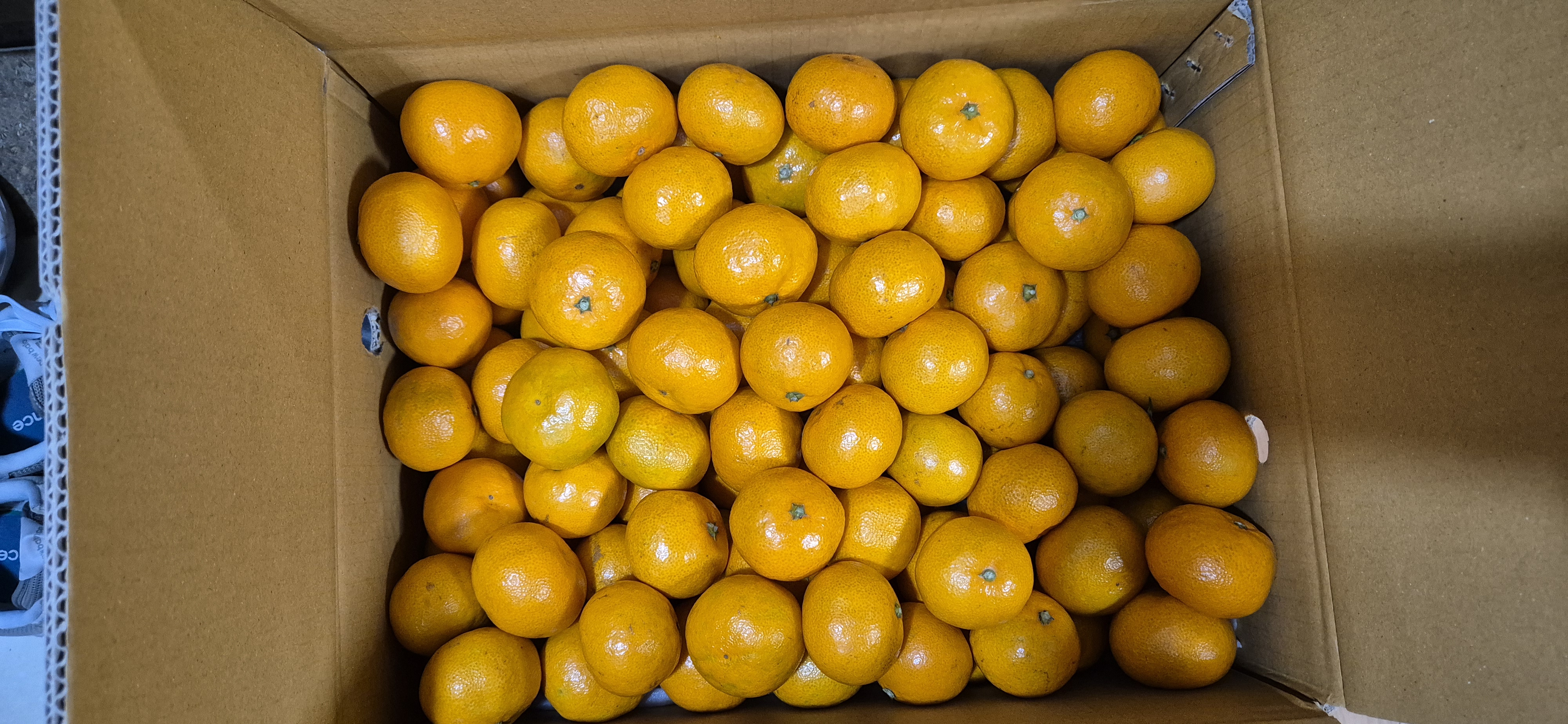 귤로장생 감귤 4kg × 2박스 / 9kg  × 1박스 이미지