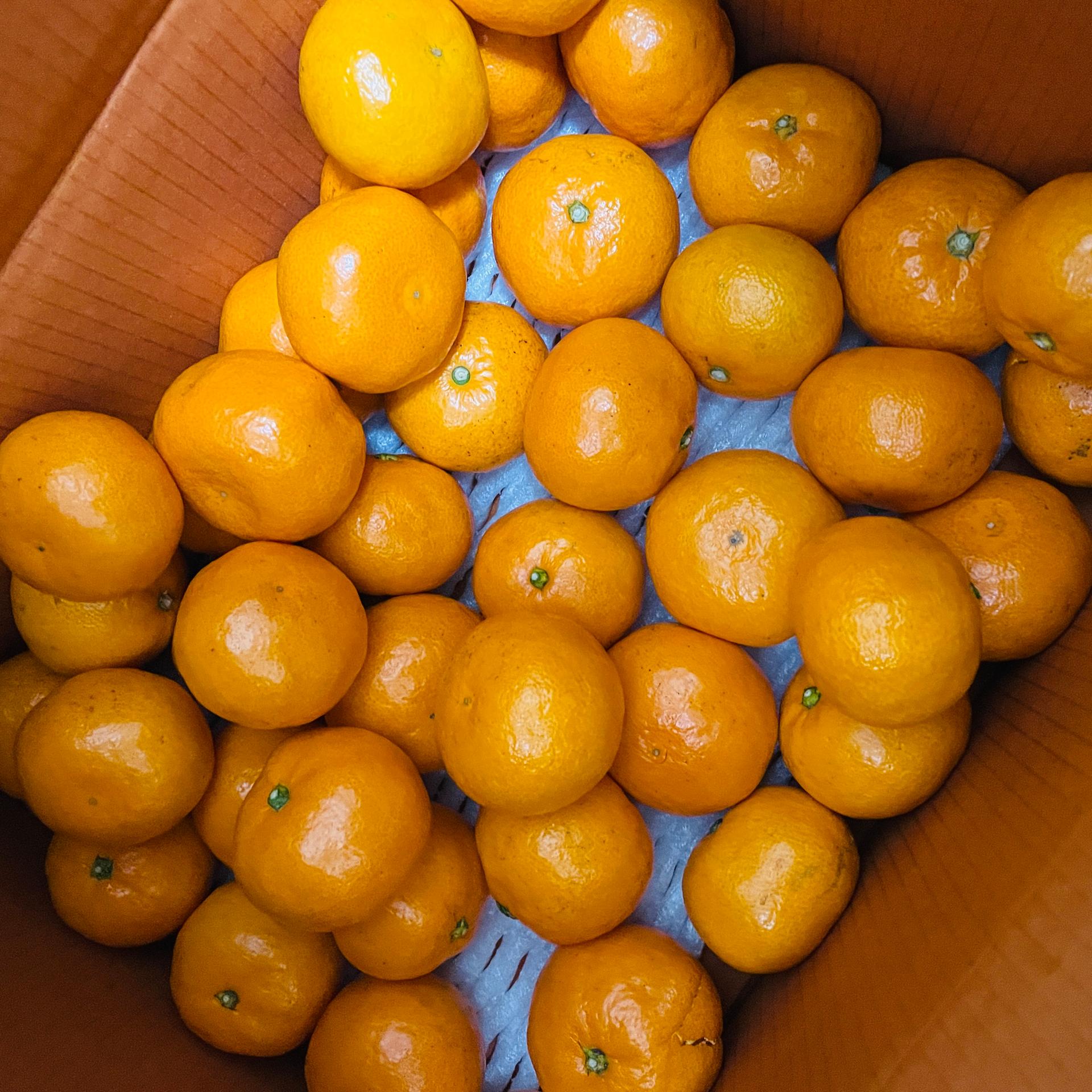 [연말한정! 감귤/흑돼지 ★분리발송★] 제주감귤 4kg (1박스)+흑돼지세트 이미지