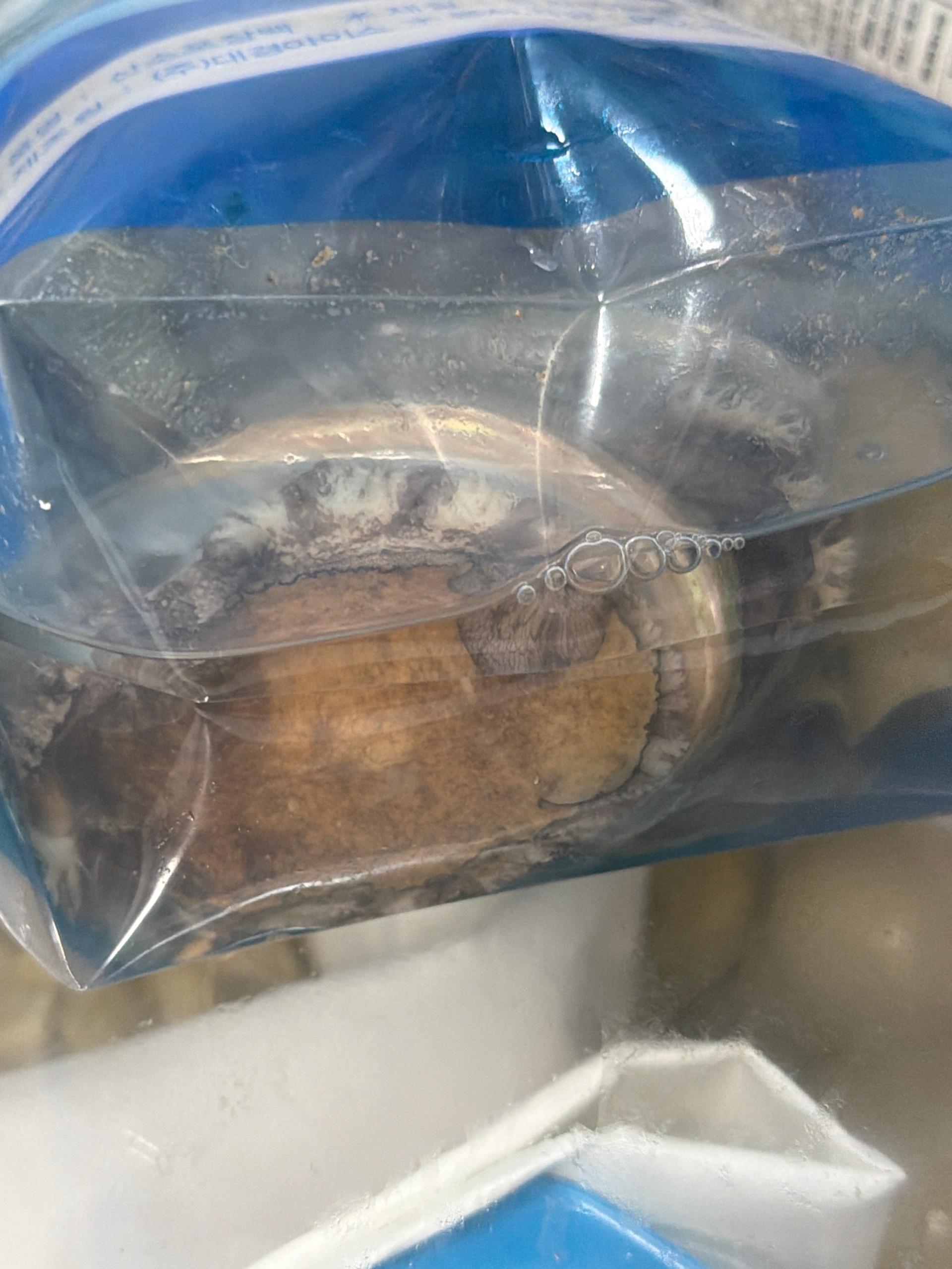 활전복 1kg (10~12미) + 1마리 추가