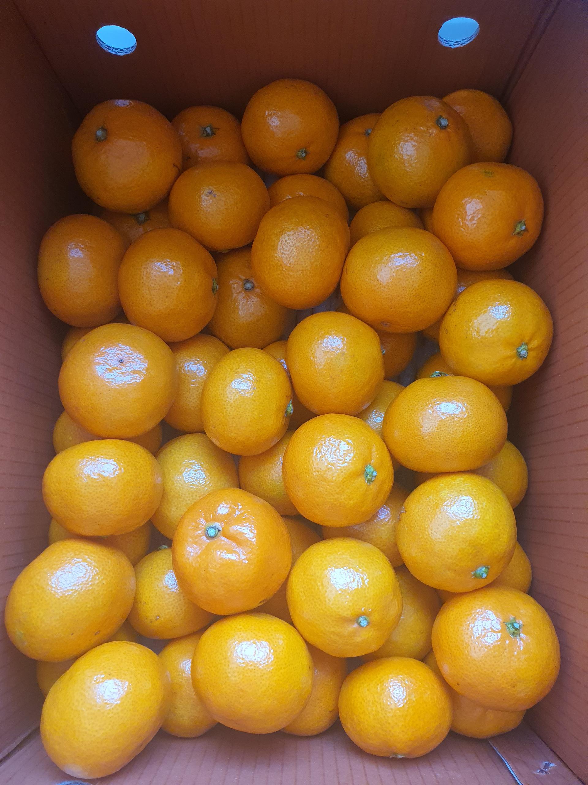 [연말한정! 감귤/오메기떡 ★분리발송★] 제주감귤 4kg (1박스)+오메기떡 20개 선물세트(택1)