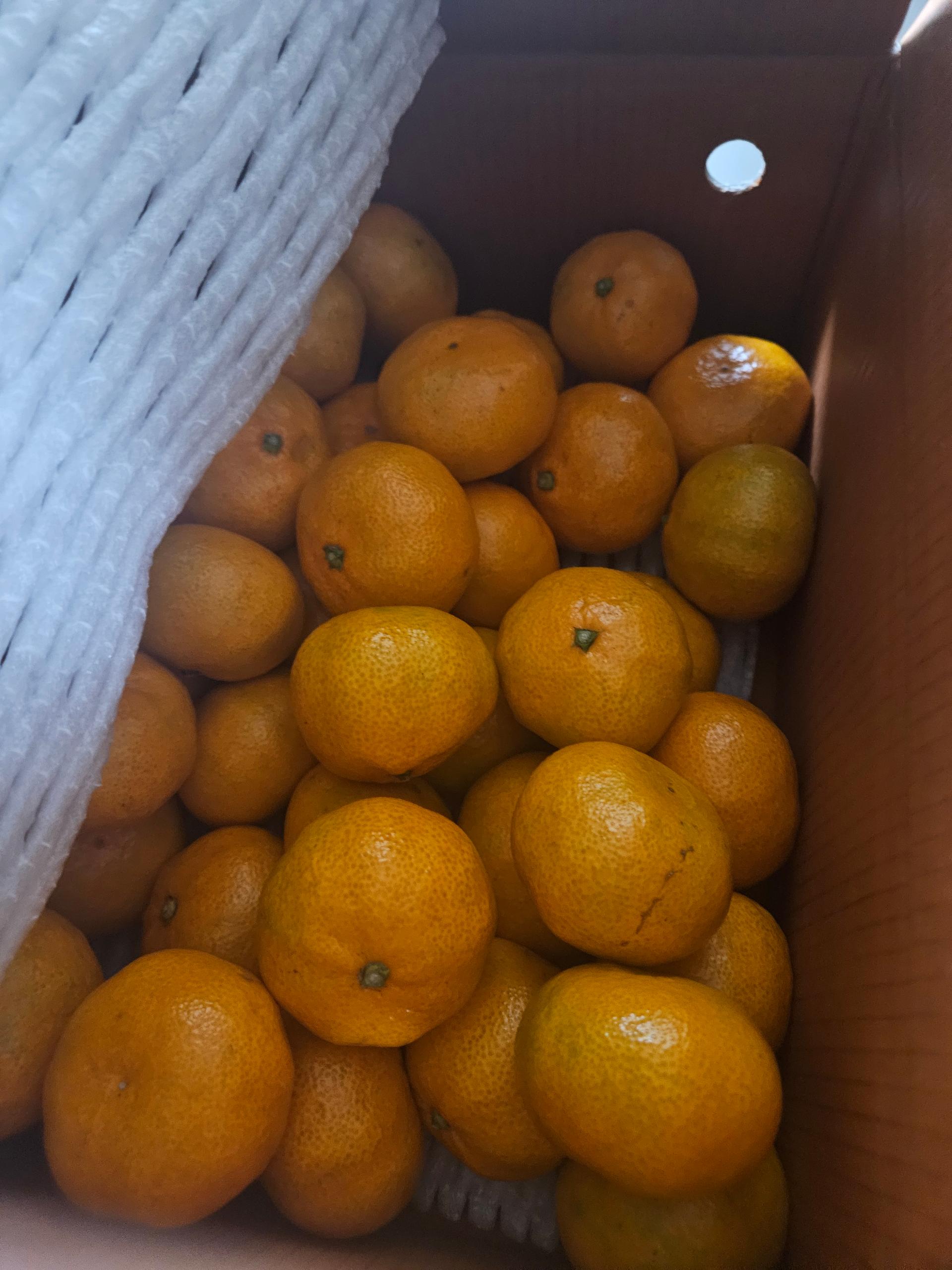 [연말한정! 감귤/오메기떡 ★분리발송★] 제주감귤 4kg (1박스)+오메기떡 20개 선물세트(택1)