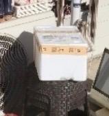 활전복 1kg (10~12미) + 1마리 추가-1