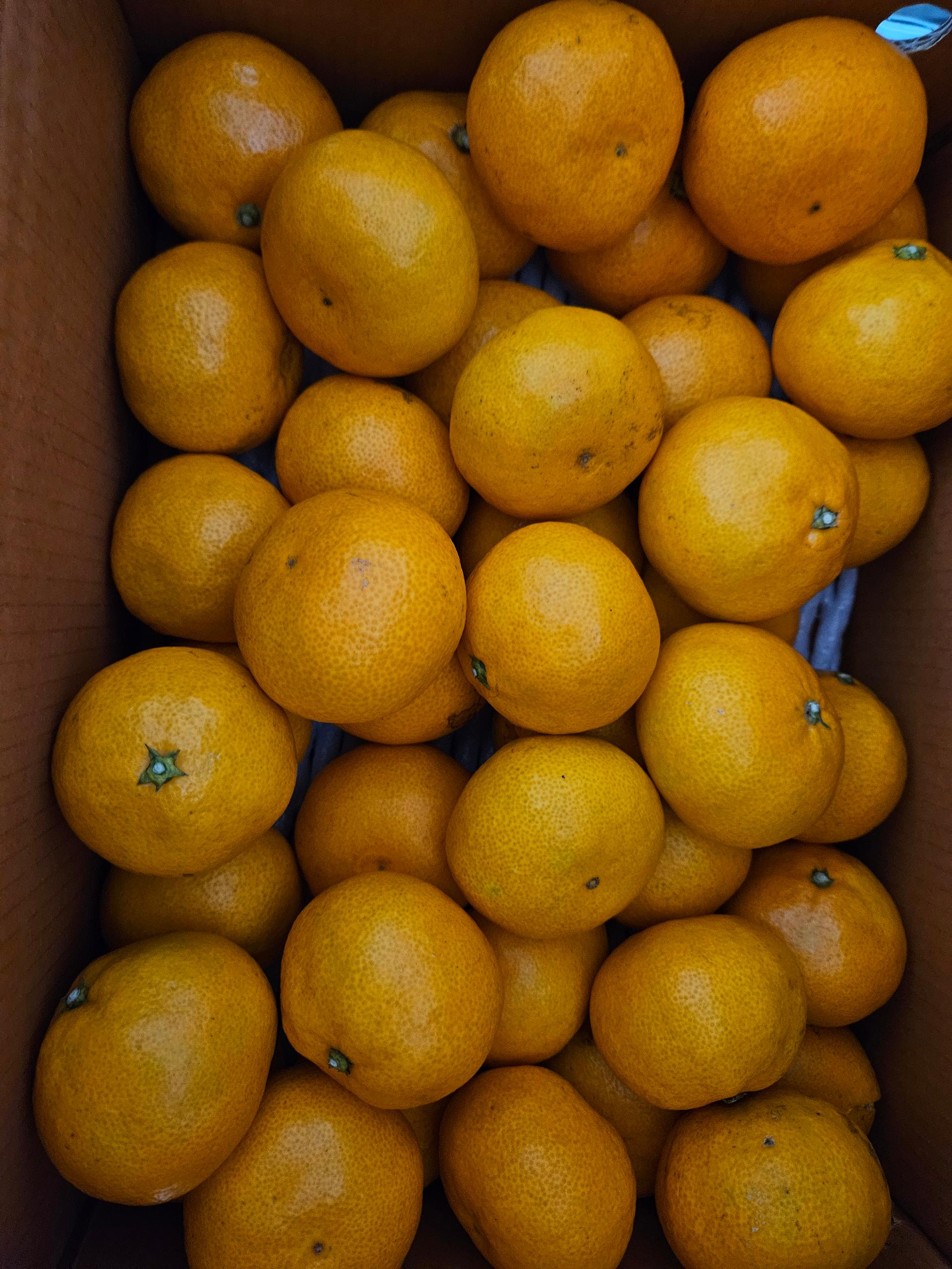 [연말한정! 감귤/오메기떡 ★분리발송★] 제주감귤 4kg (1박스)+오메기떡 20개 선물세트(택1)