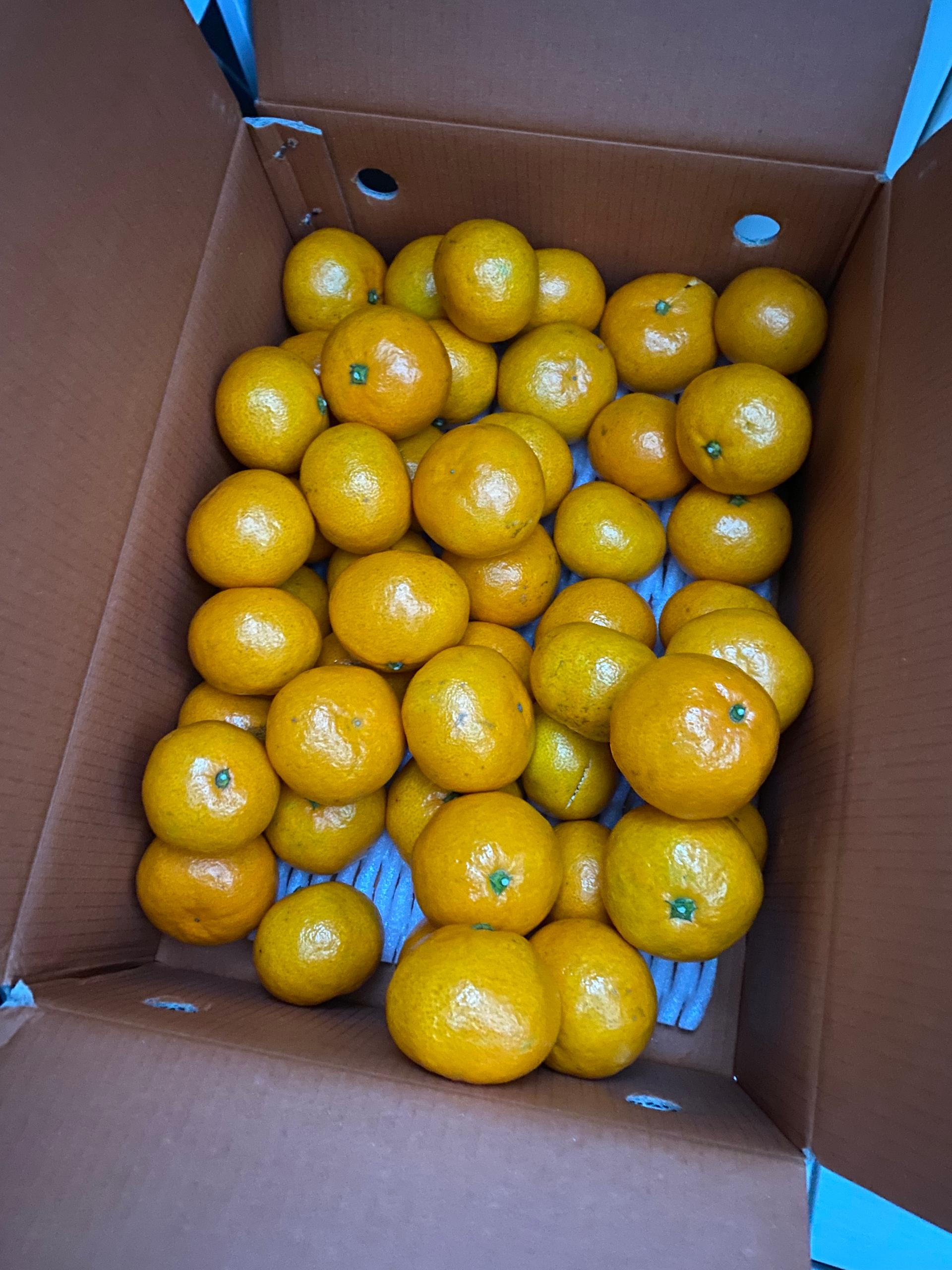 [연말한정! 감귤/흑돼지 ★분리발송★] 제주감귤 4kg (1박스)+흑돼지세트