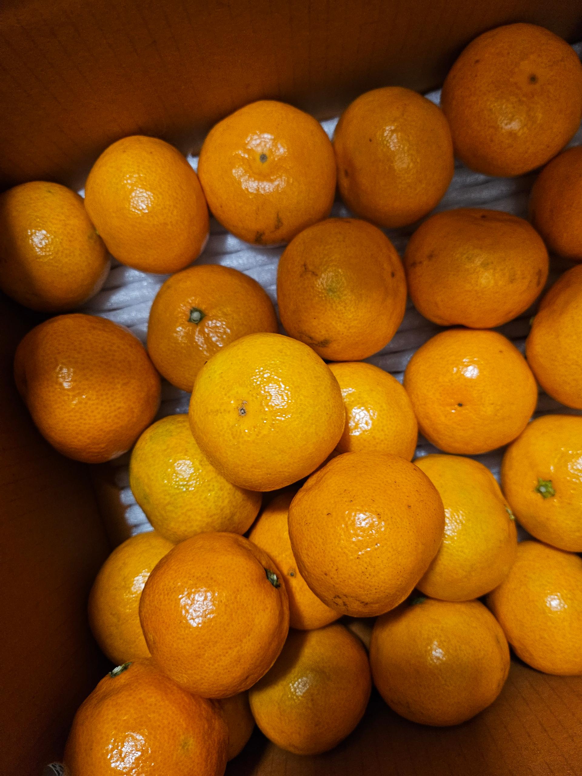 [연말한정! 감귤/흑돼지 ★분리발송★] 제주감귤 4kg (1박스)+흑돼지세트