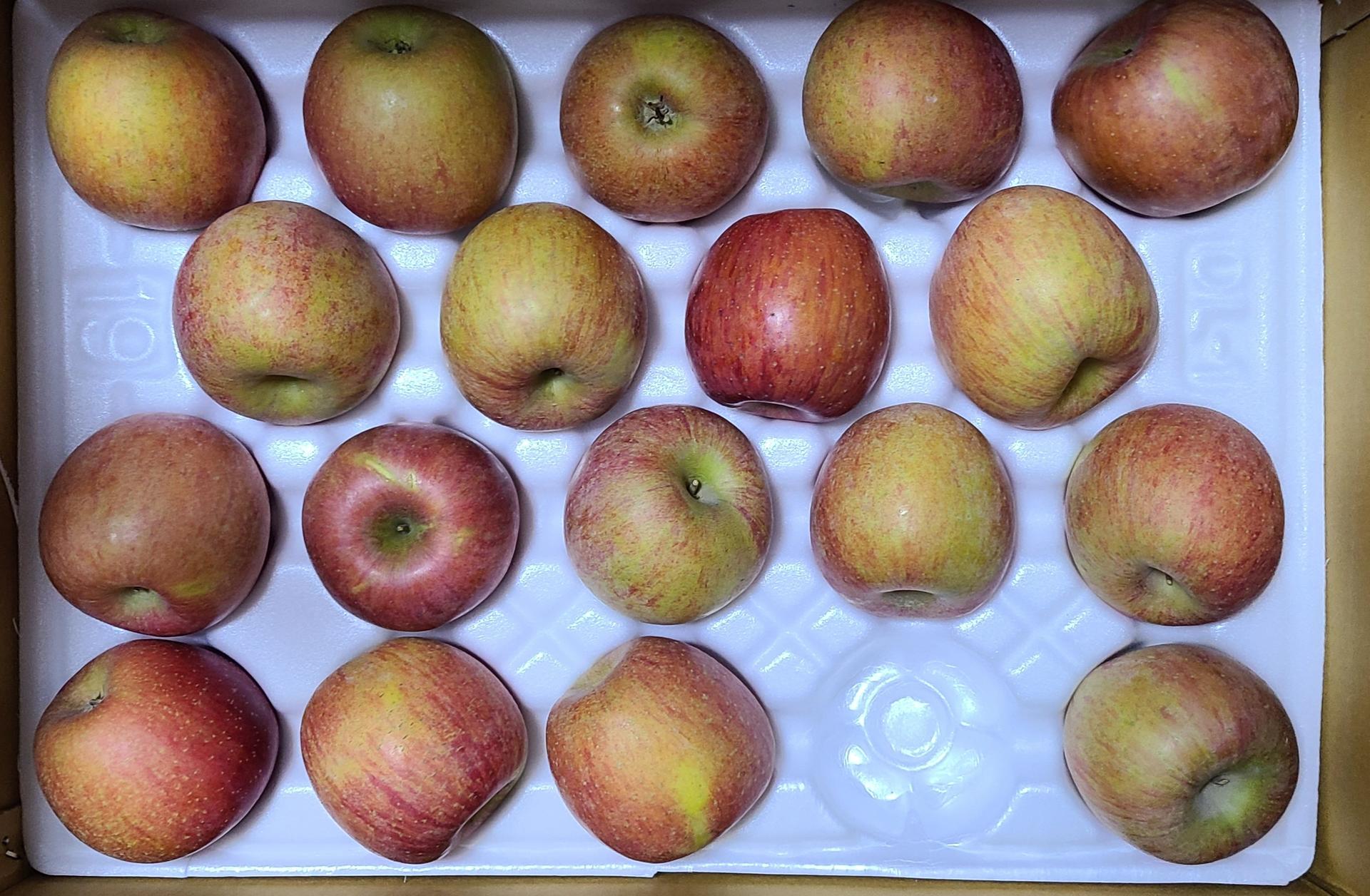 풍기농협 영주사과 3.5kg + 1kg 추가증정