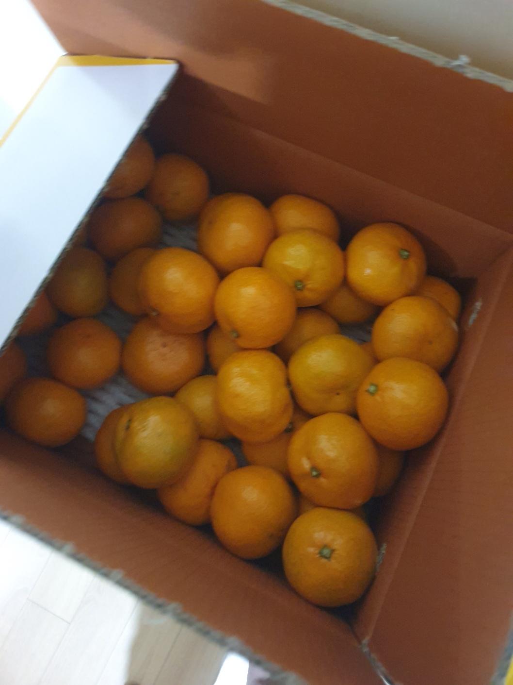 [연말한정! 감귤/흑돼지 ★분리발송★] 제주감귤 4kg (1박스)+흑돼지세트