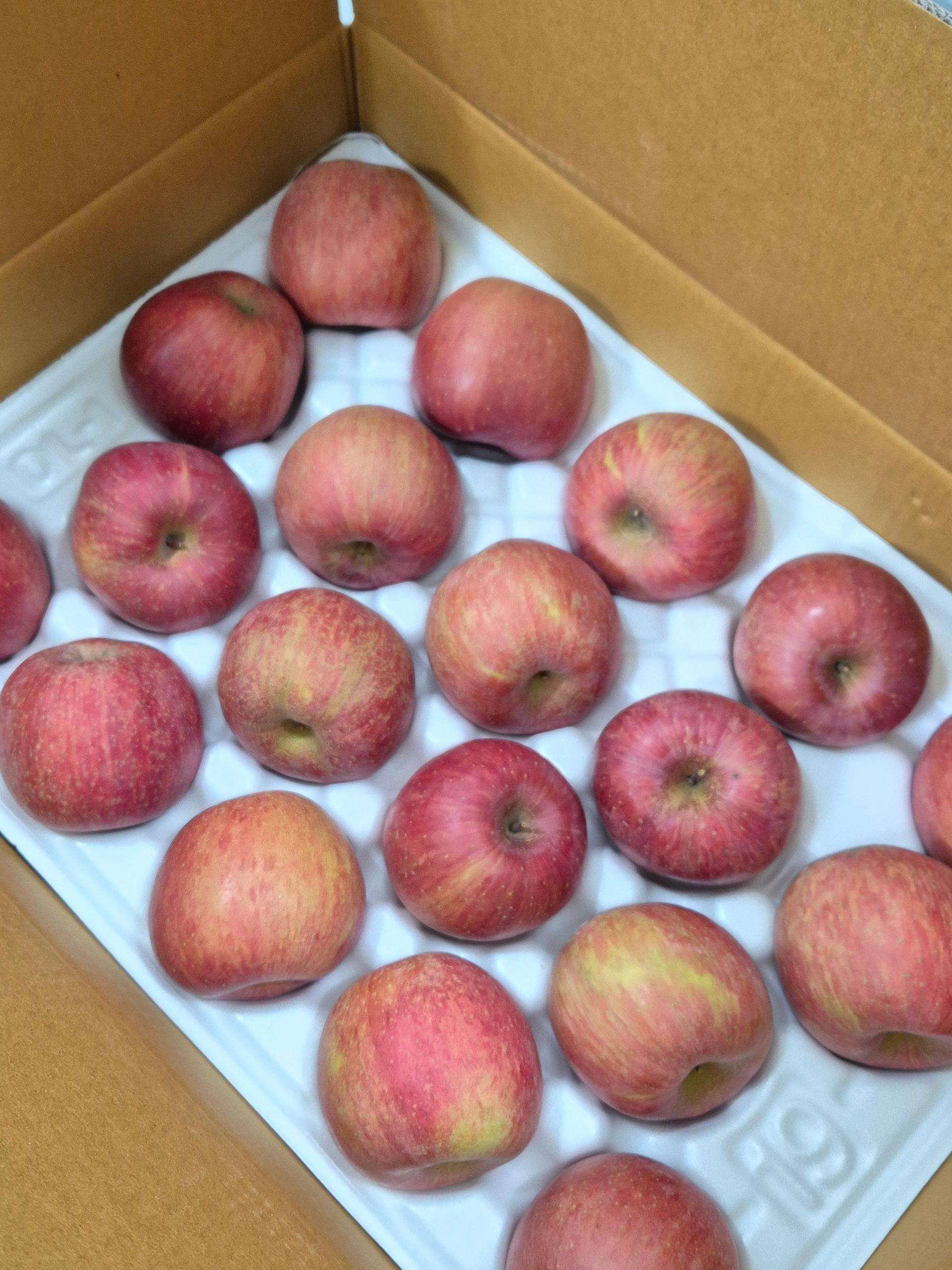 풍기농협 영주사과 3.5kg + 1kg 추가증정